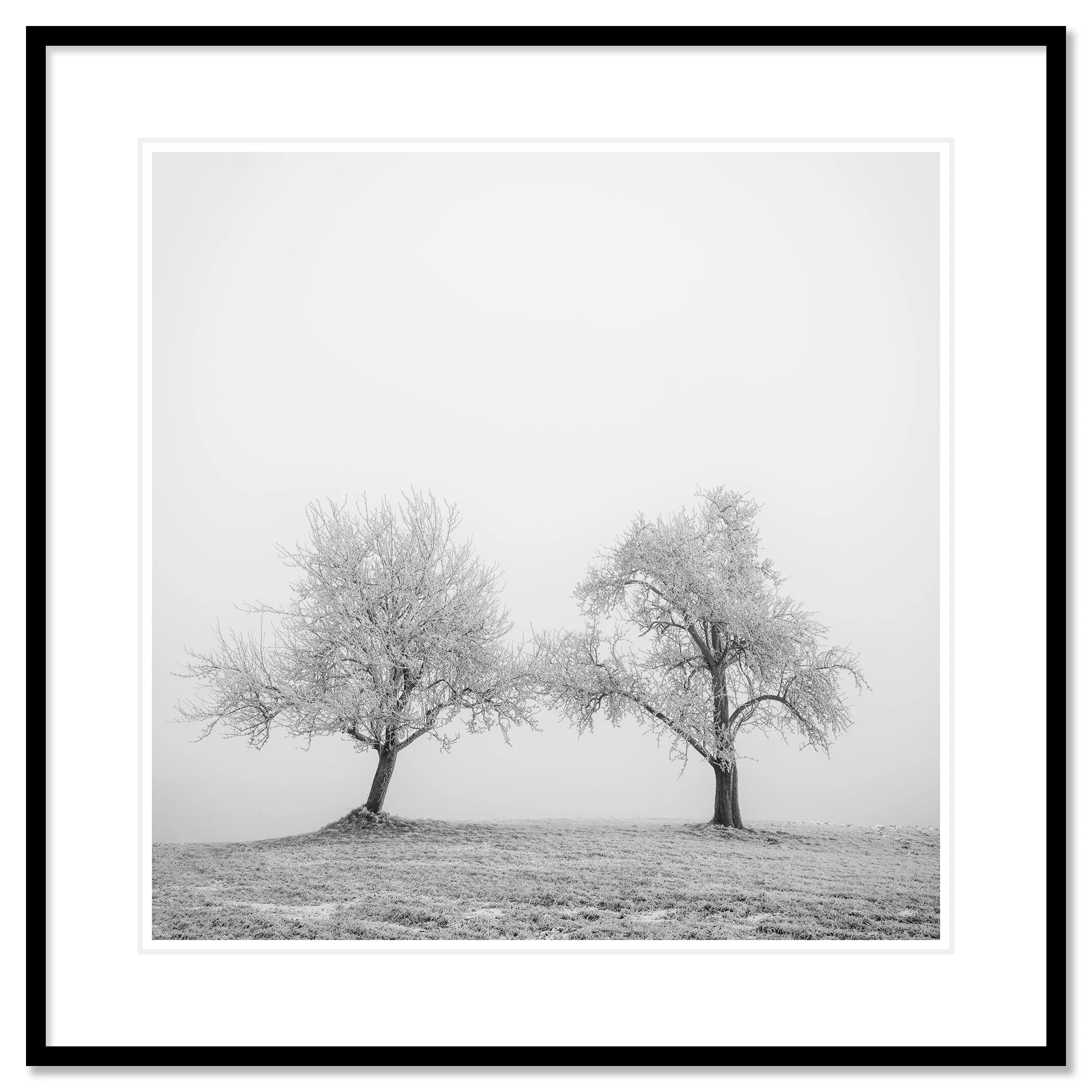 Hoarfrosted Trees Study 1 by Gerald Berghammer, archival pigment print in a black aluminium frame with a white passe-partout.
