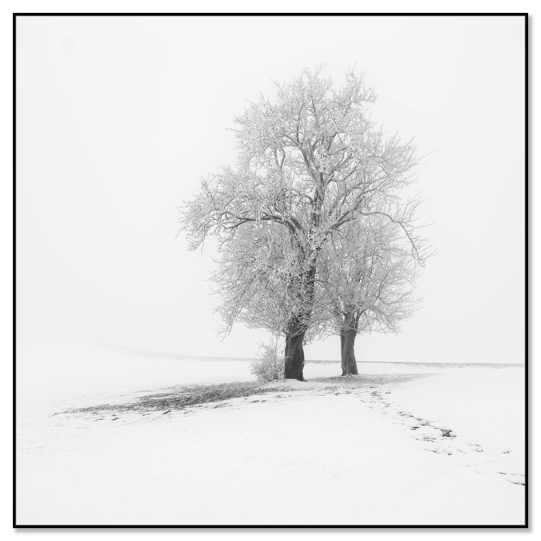 Frosted Trees in Silence – Austria, black-and-white photograph in a black aluminium ArtBox frame.
