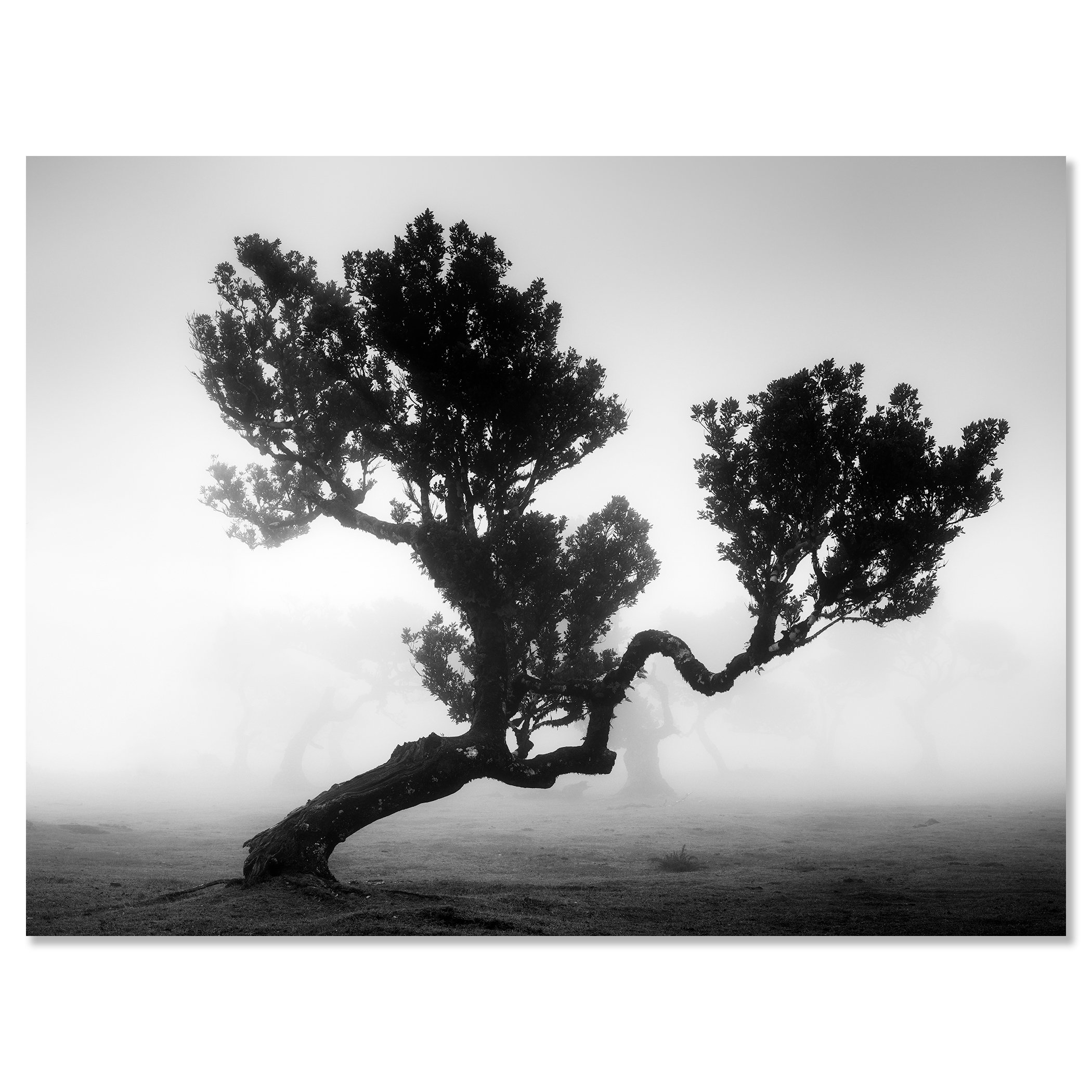 Ancient Laurisilva Forest, Study 3 by Gerald Berghammer, minimalist black-and-white photograph presented as a frameless Dibond print.
