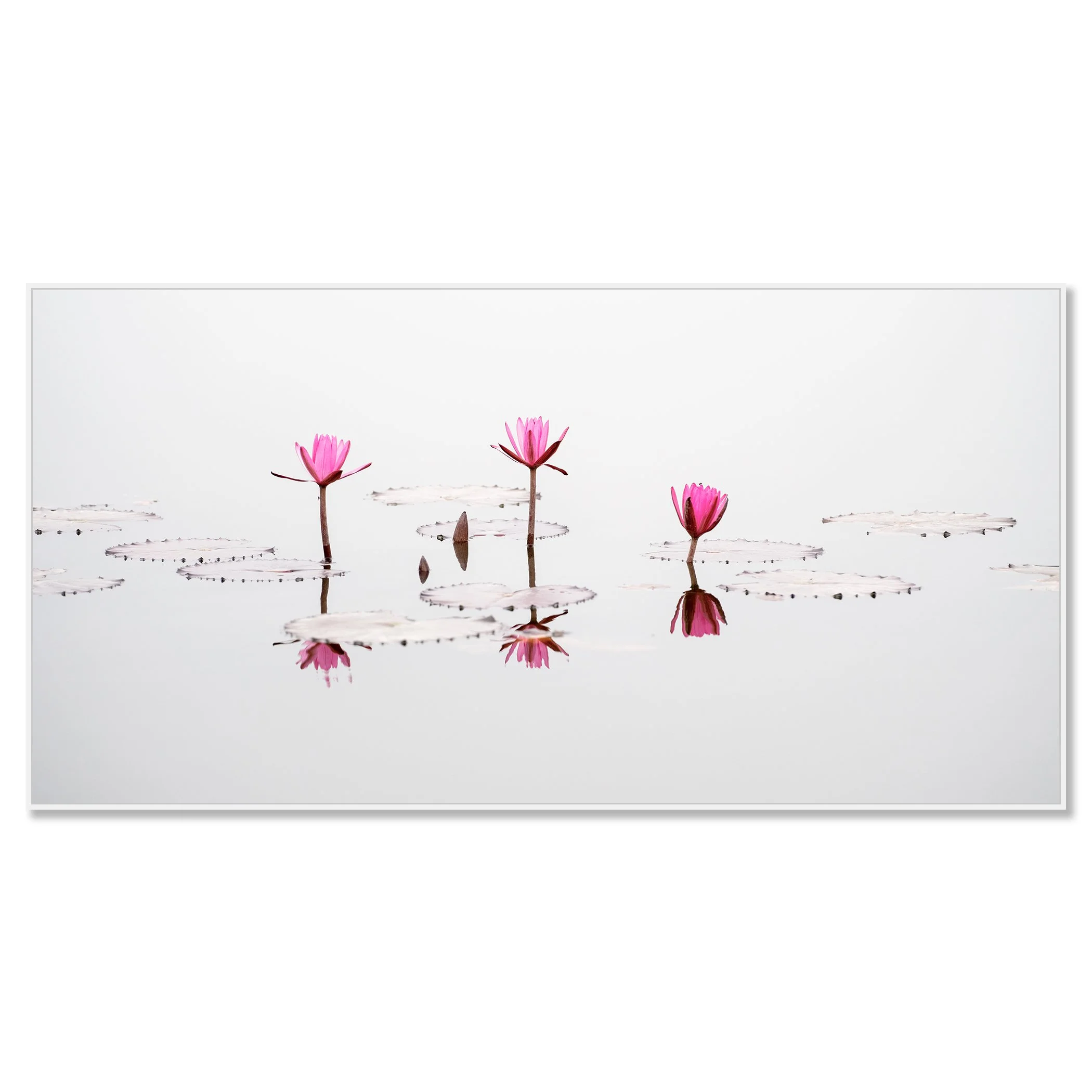© 2025 Gerald Berghammer - Color long exposure seascape Photography. Three pink water lilies with open petals floating on water, with their reflections visible. Chromaluxe framed white