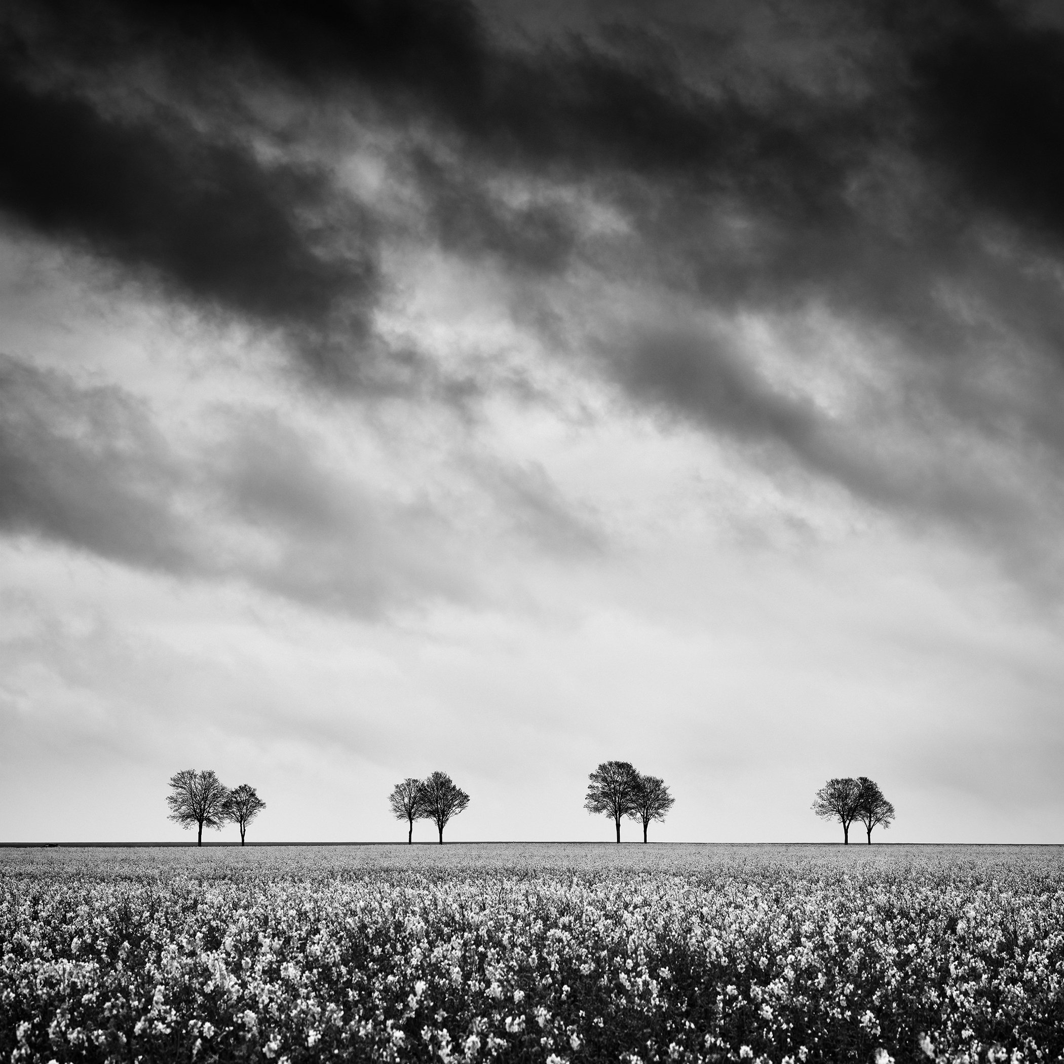 Black and white landscape with a flowering field, distant trees and dramatic dark clouds