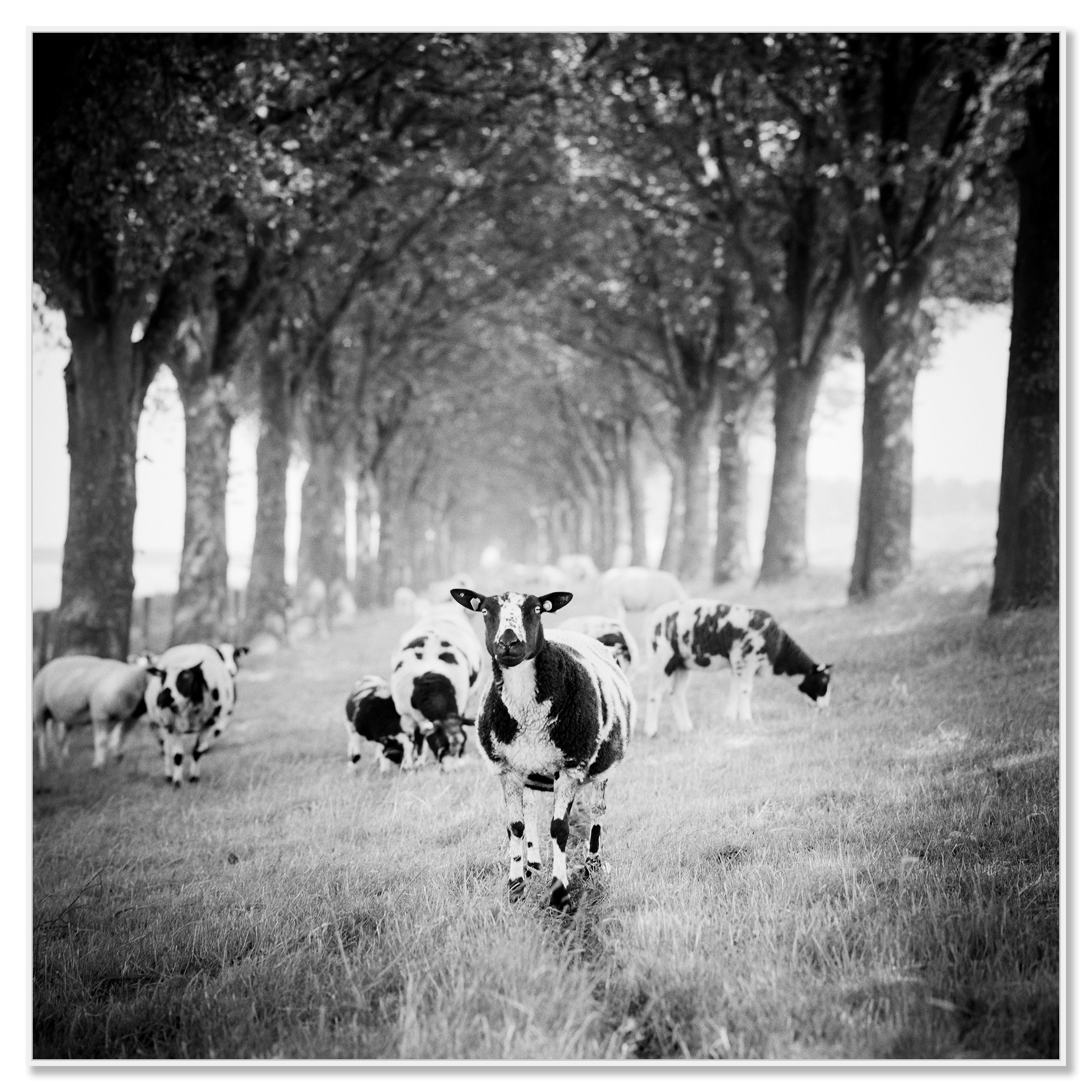 Shaun the Sheep Study 1 – Netherlands, black-and-white photograph in a white aluminium ArtBox frame