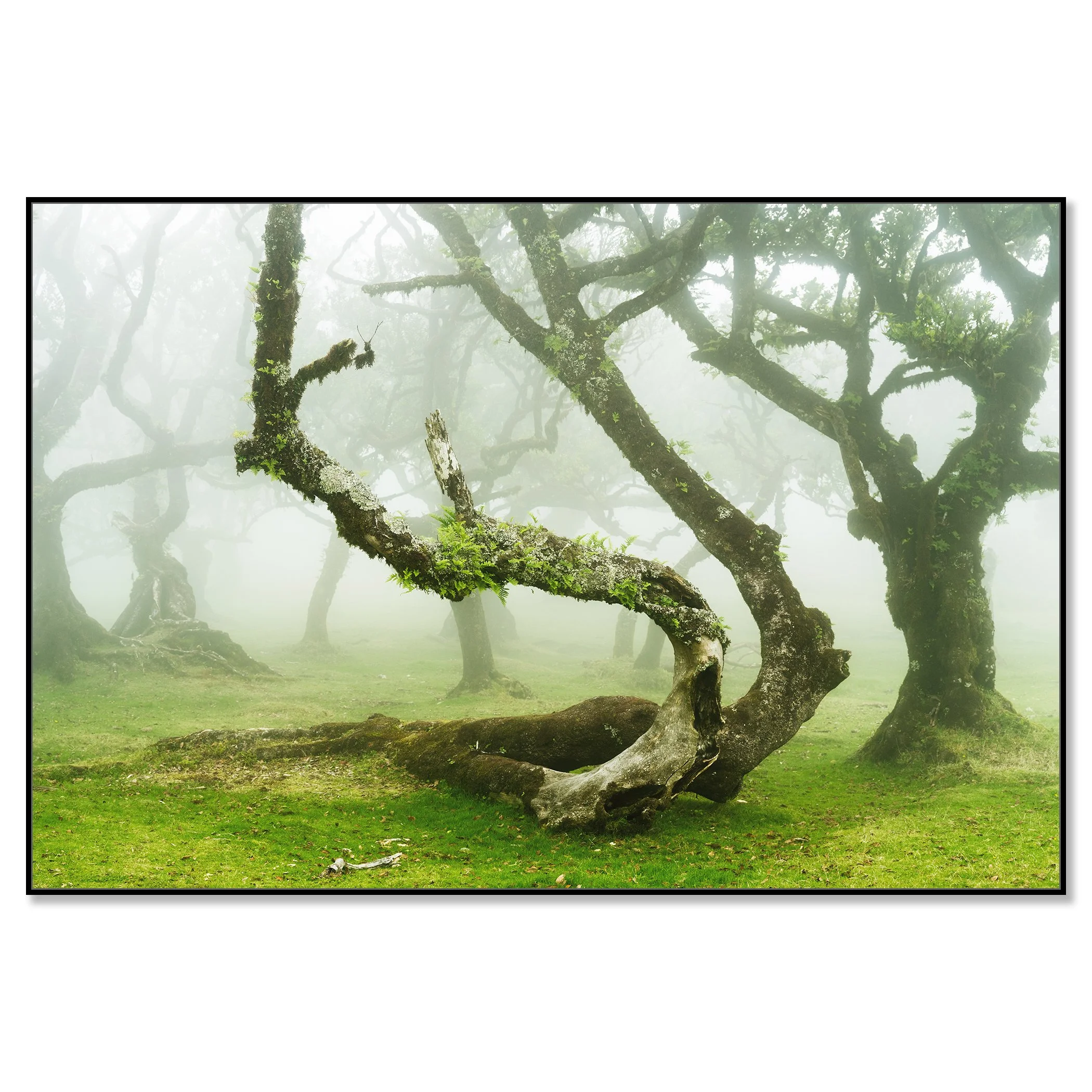 Mystical Twisted Laurel Trees Study 1 presented as a ChromaLuxe colour fine art print in a black frame by Gerald Berghammer.