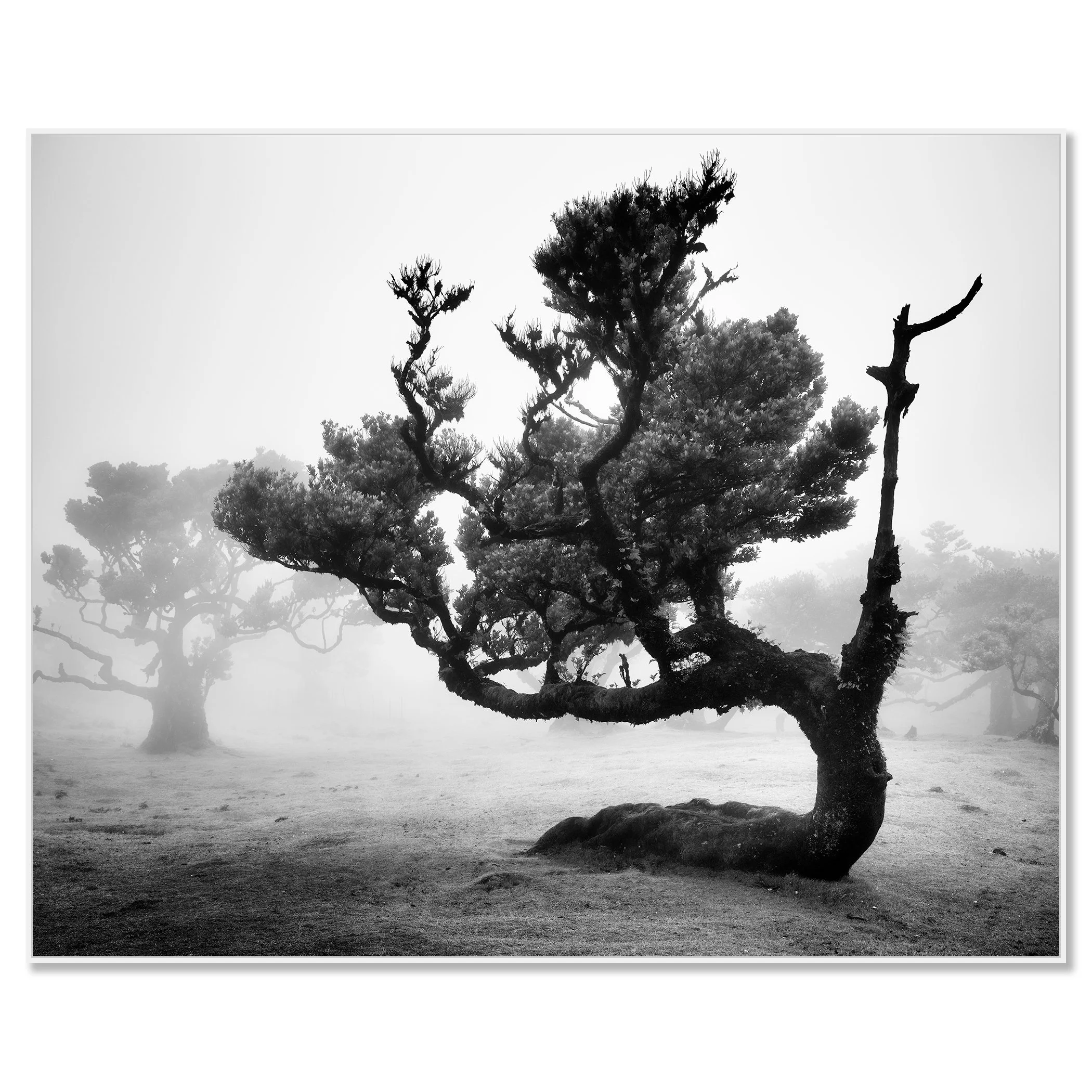 Ancient Laurisilva Forest, Study 12 – black-and-white photograph presented in a white aluminium ArtBox.