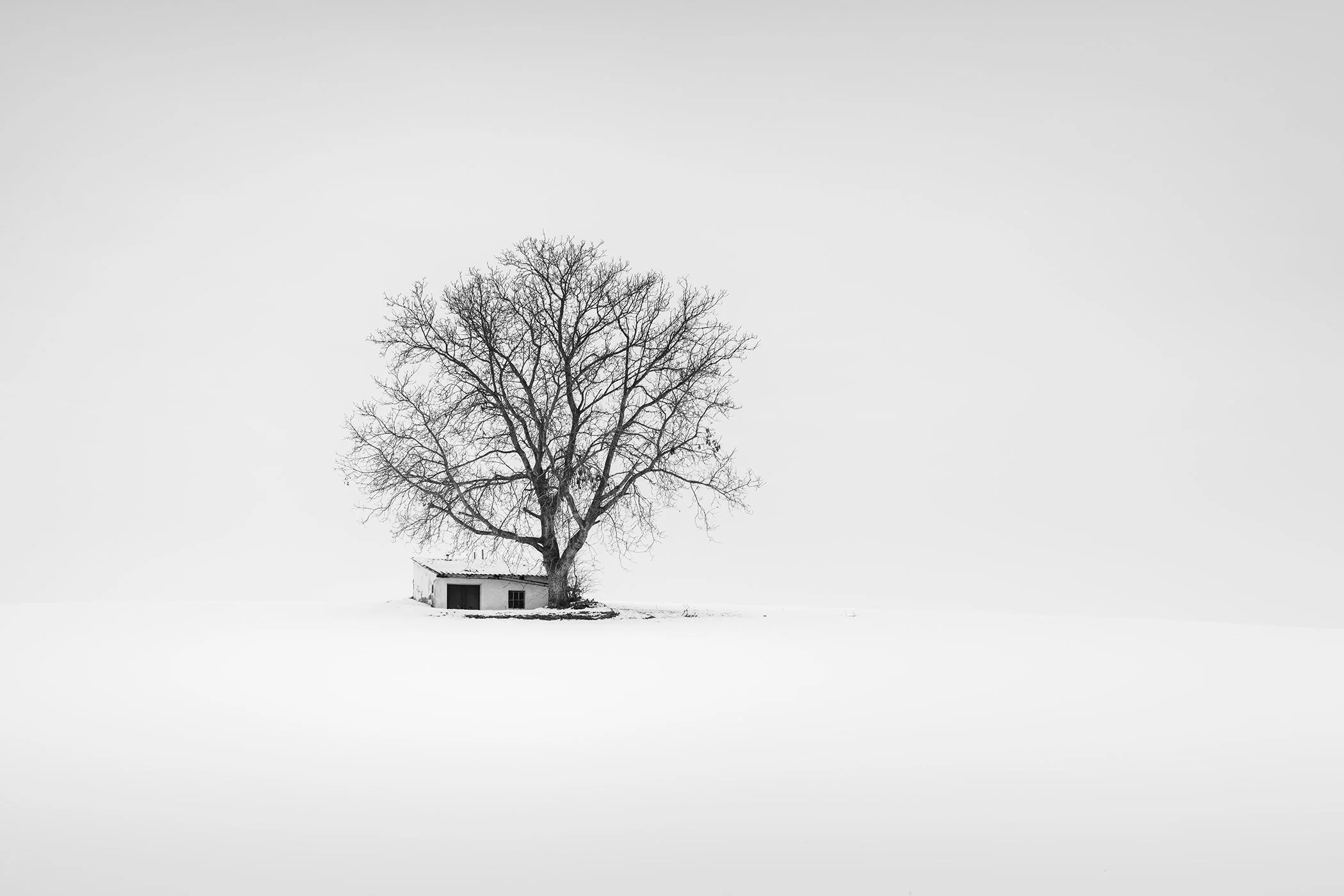 Wine Press House Winter Study 2, a minimalist black-and-white photograph of a solitary wine press house and bare tree in snowy Austrian farmland by Gerald Berghammer.