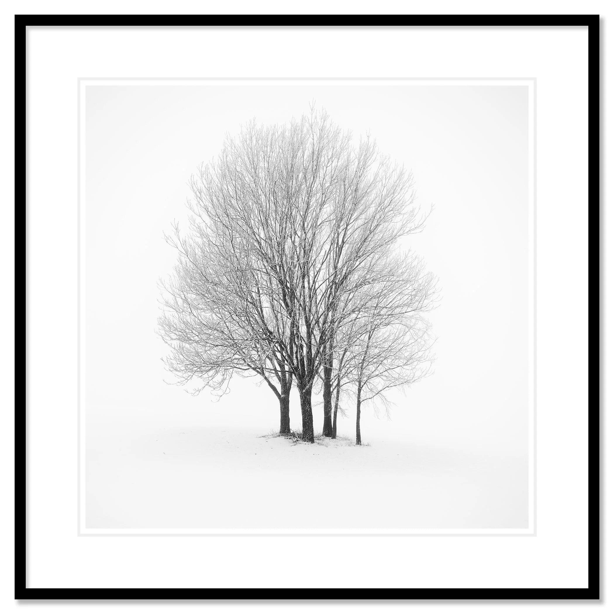 Five Minimalist Winter Trees in the Snow – Austria in a black aluminium frame with mount