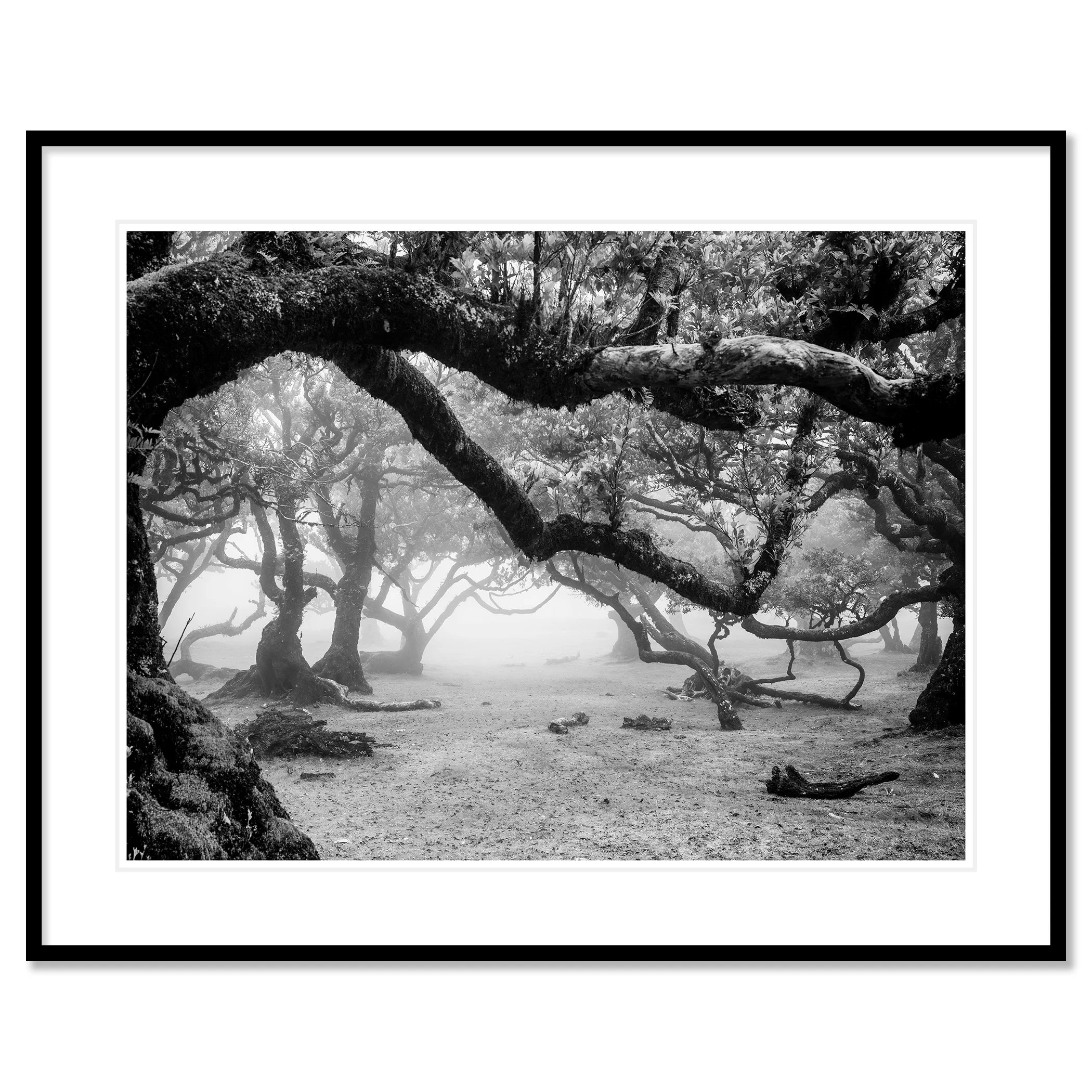 Black and white photo of twisted trees in a misty forest landscape – classic framed black