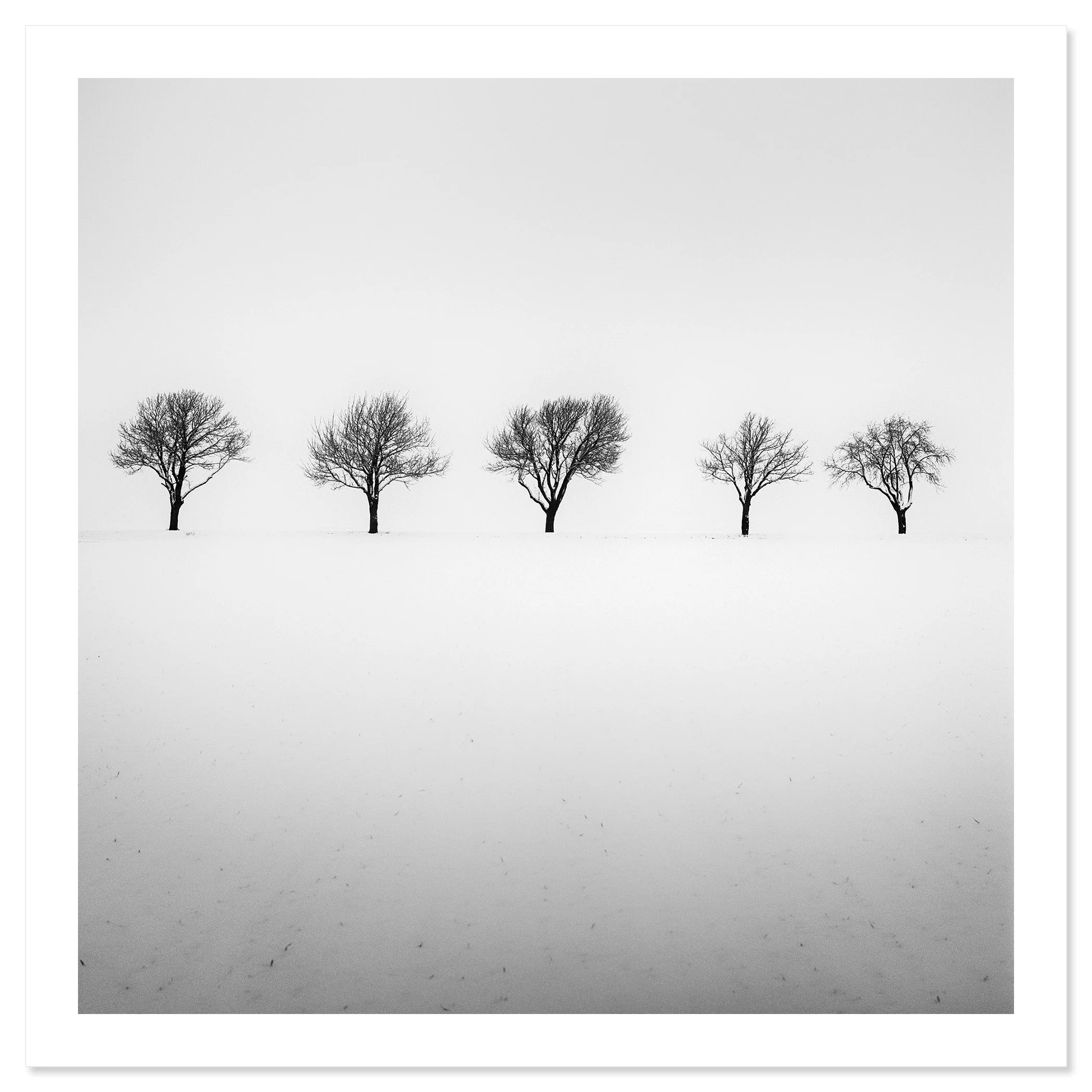 Five Trees in Snowy Field by Gerald Berghammer shown as an archival pigment print with a white border.