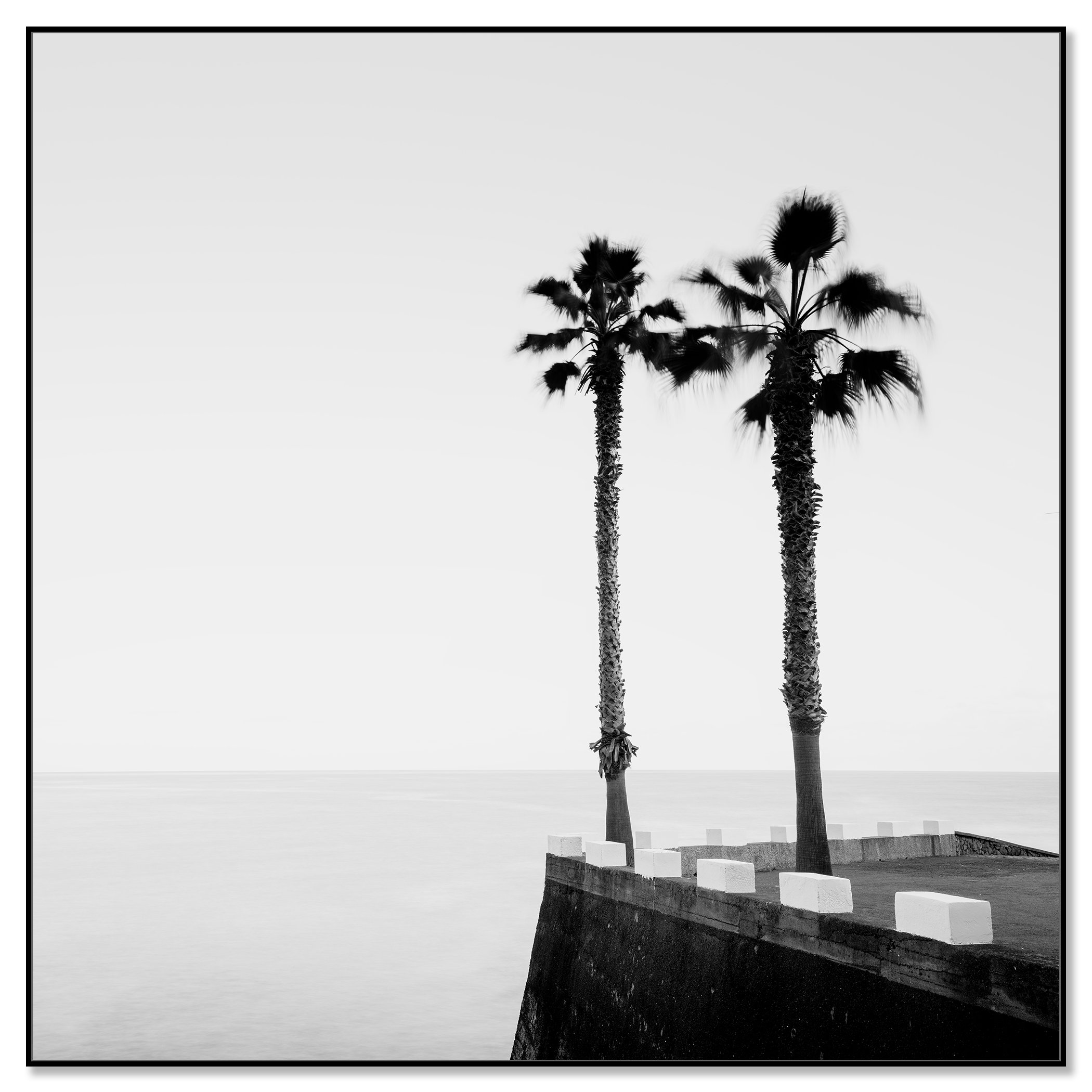 Black and white photo of two palm trees beside a coastal wall overlooking a calm sea – framed ArtBox black