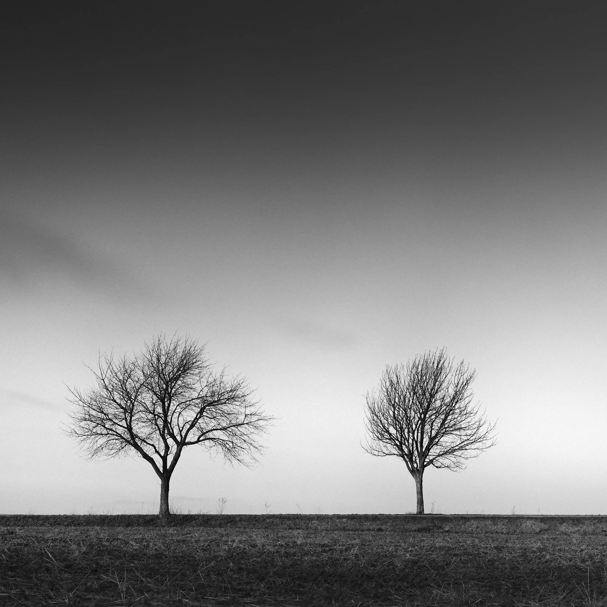Gerald Berghammer - Black and white landscape panorama photography. Six leafless trees evenly spaced across a flat landscape under a dramatic, cloudy sky. Print detail 2