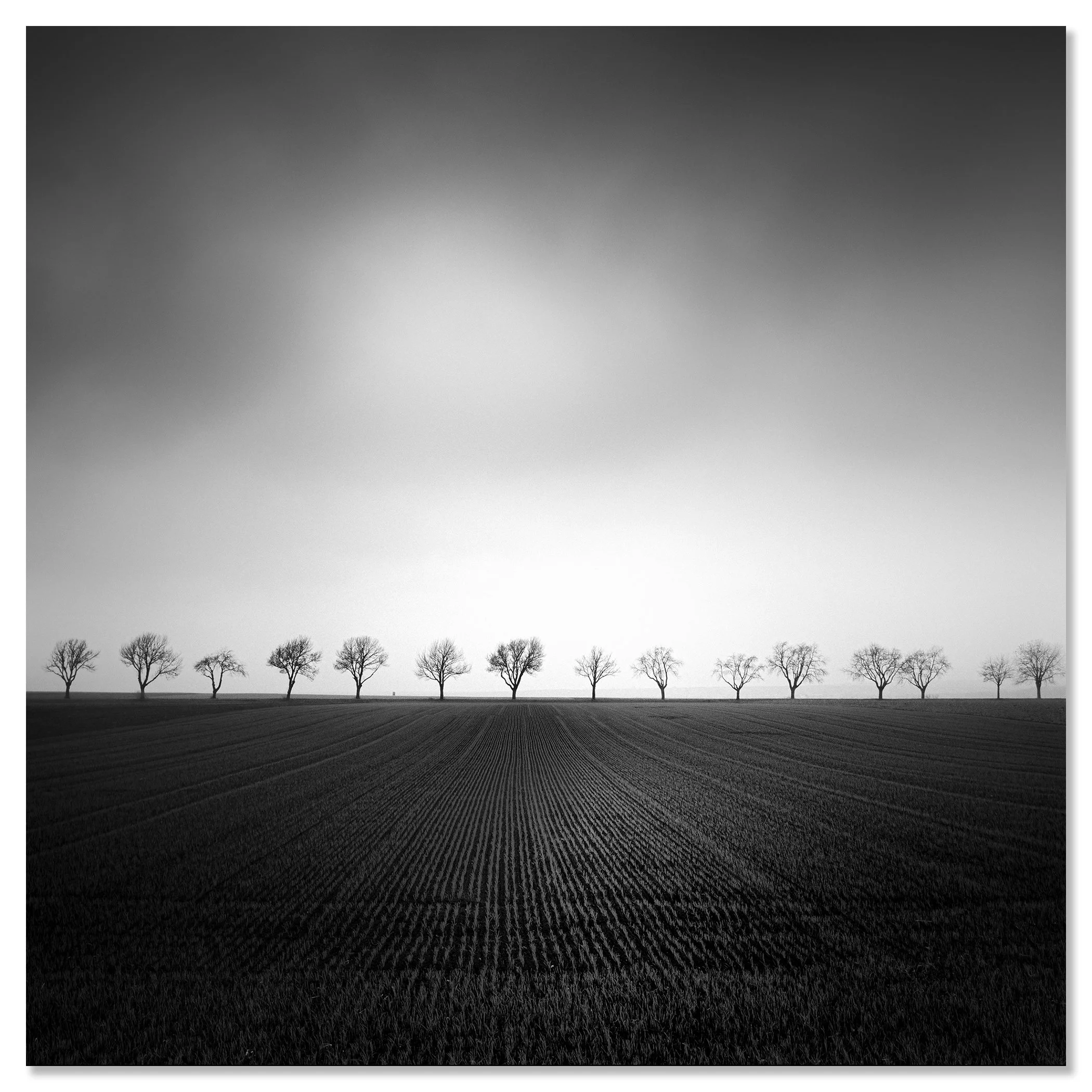 Cherry Tree Avenue, Study 2 – frameless black-and-white ChromaLuxe print mounted on aluminium. Photo by Gerald Berghammer.