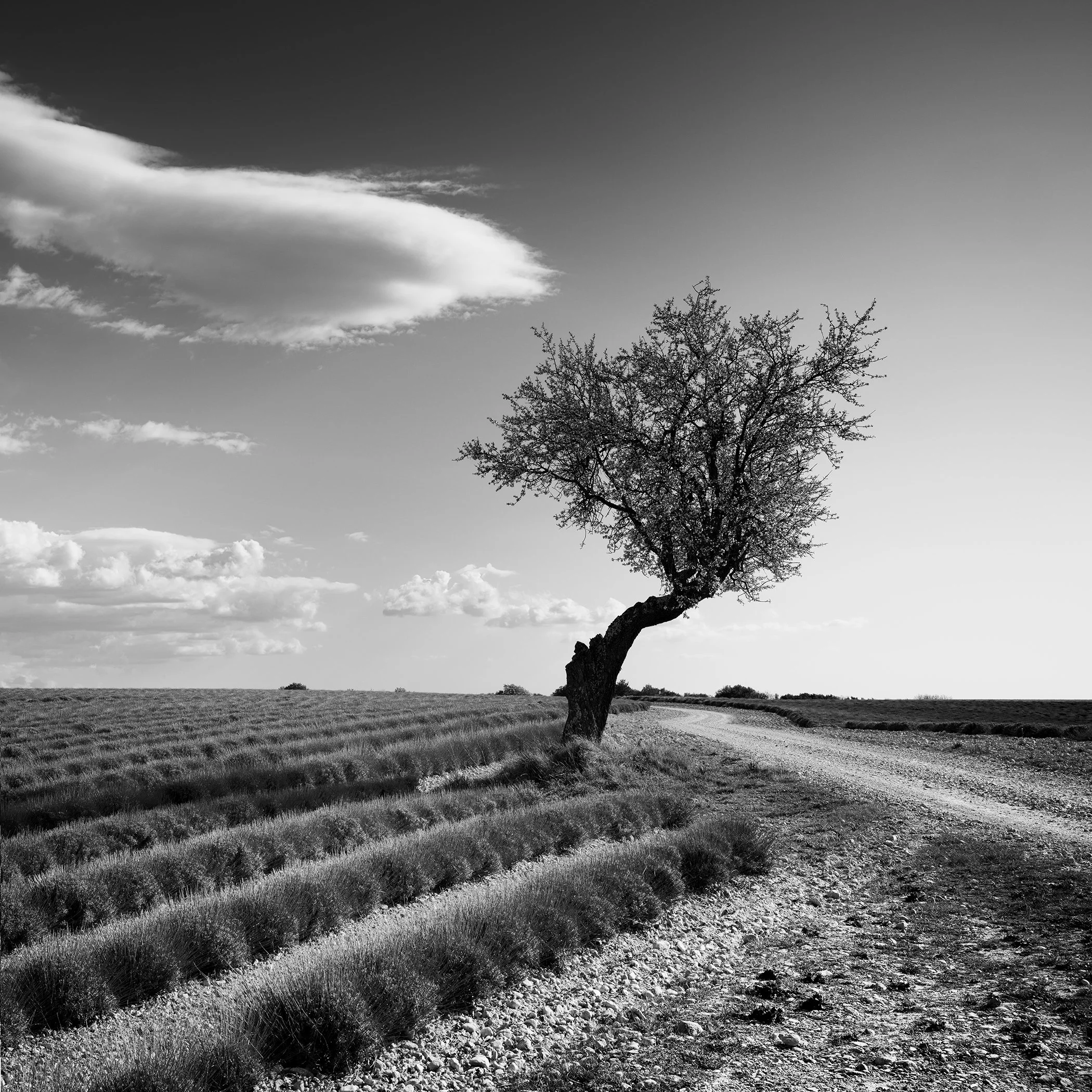 Monochrome photograph of a lone tree leaning over a country dirt road beside lavender fields under an overcast sky