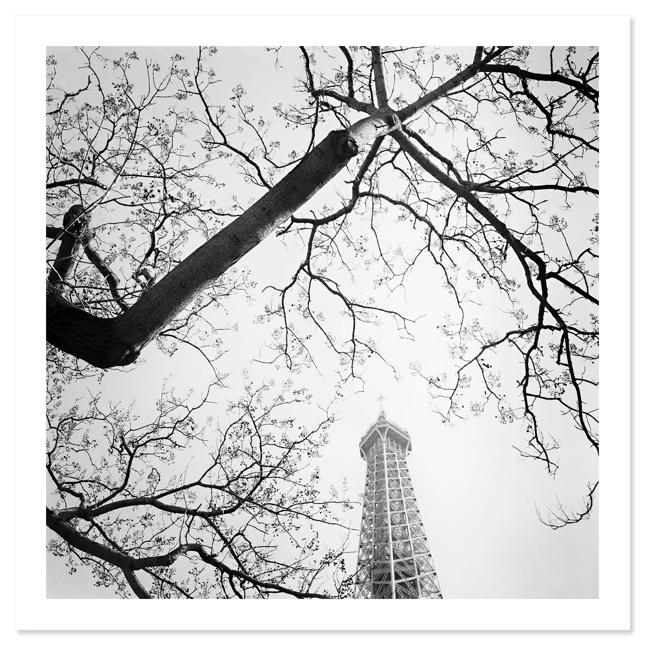 Tree and the Eiffel Tower – black-and-white fine art print of the Eiffel Tower and tree branches in Paris by Gerald Berghammer
