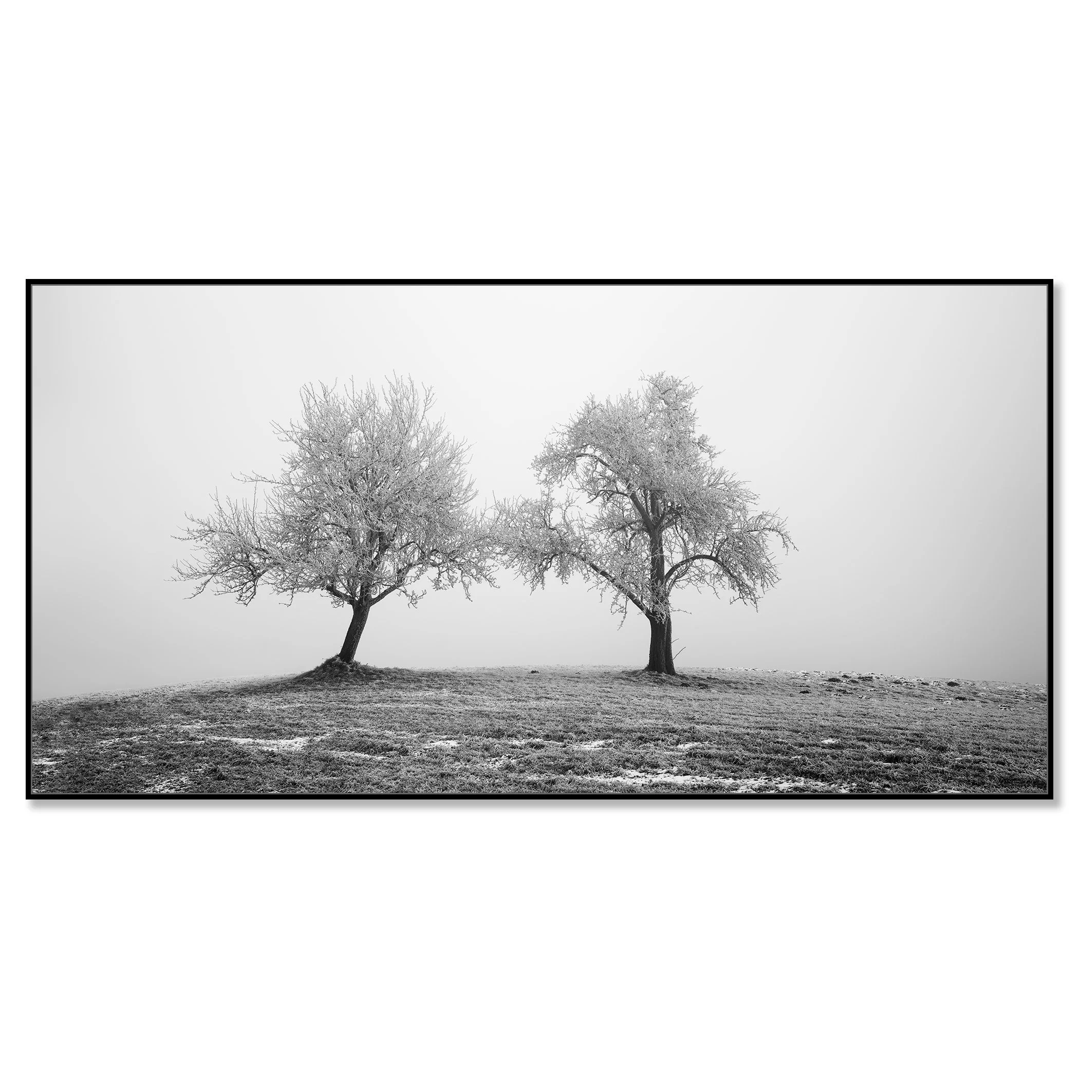 Black and white photo of two icy trees on a gentle hillside in dense fog – framed ArtBox black