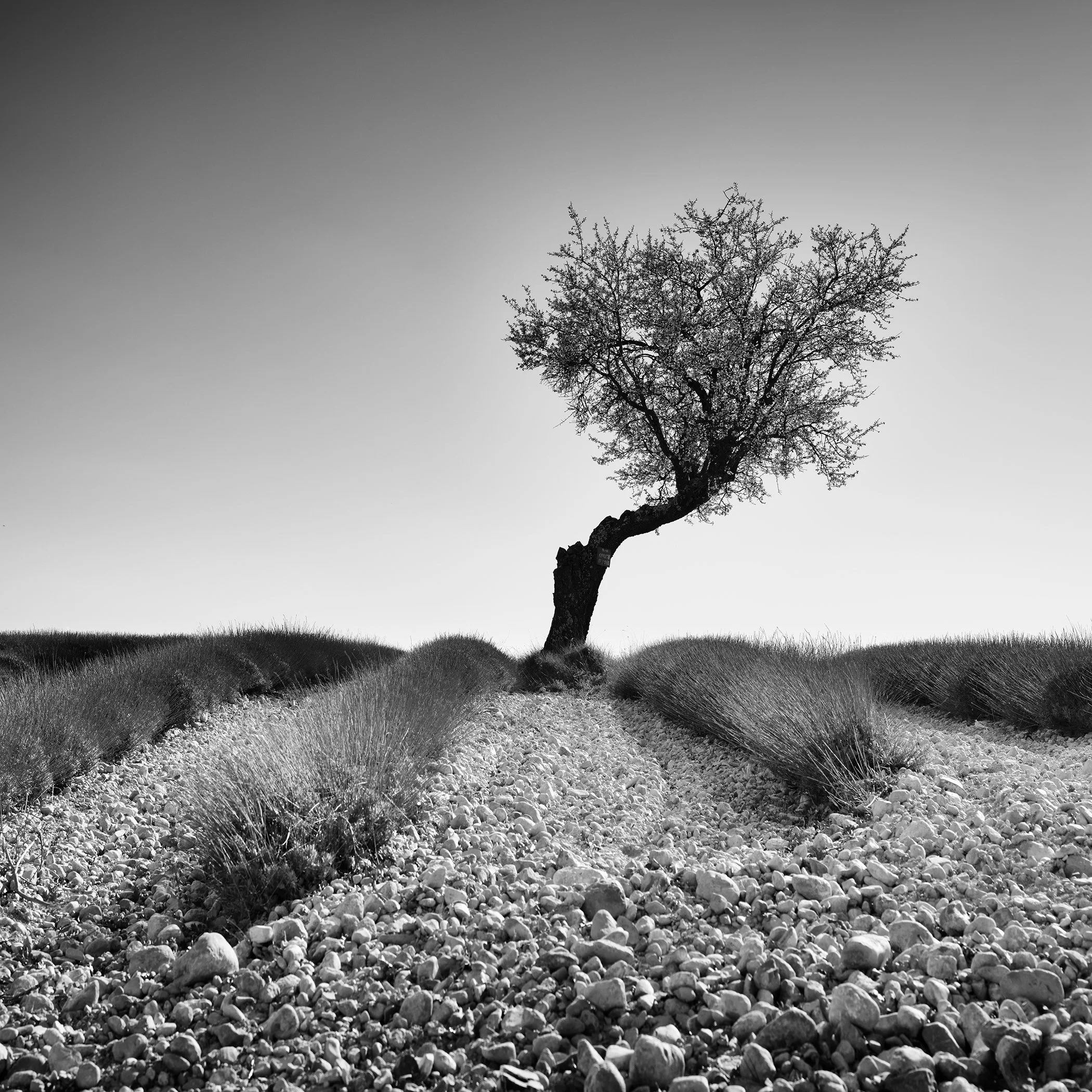 Black-and-white photograph of a solitary tree in a stony lavender field in Provence by Gerald Berghammer.