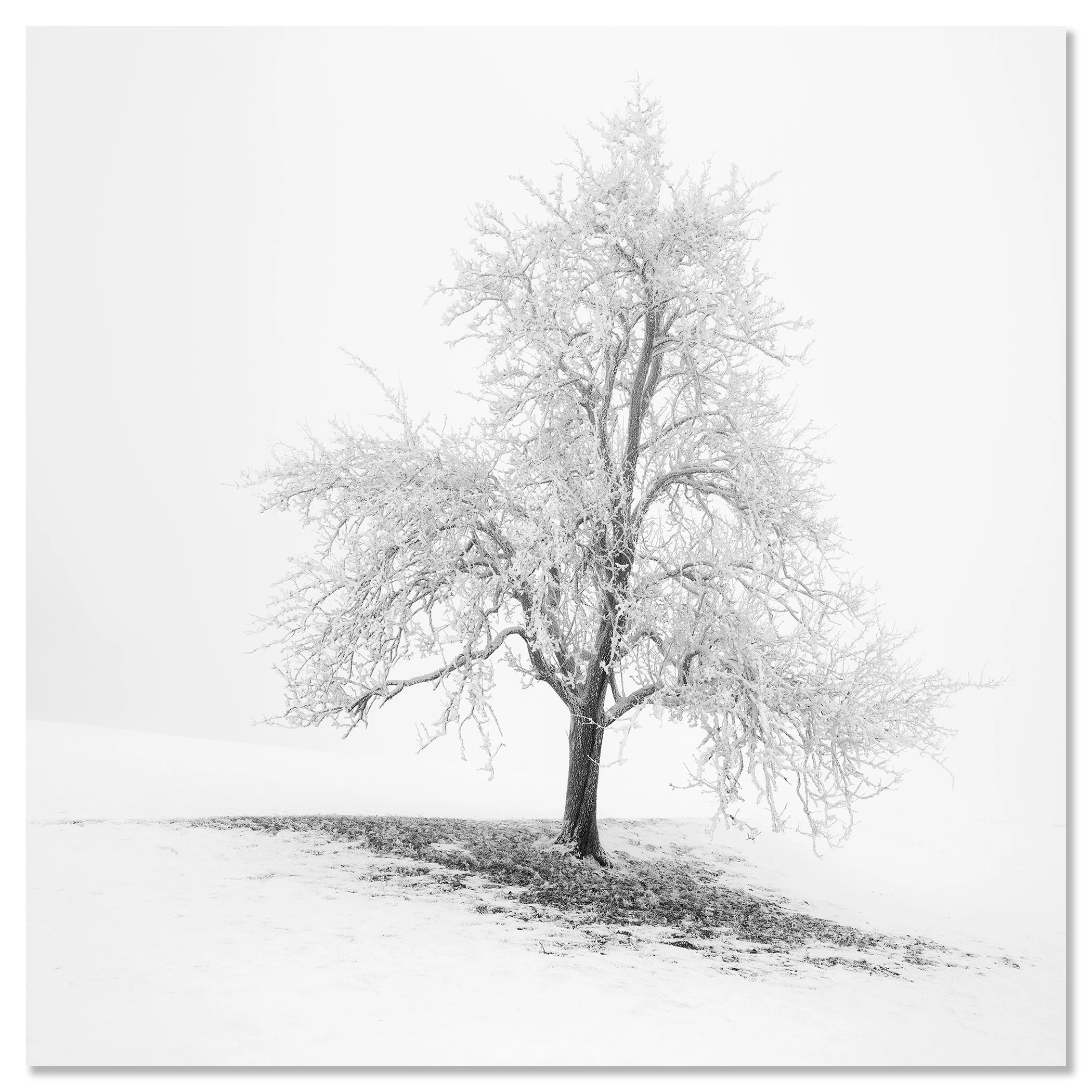 Frosted Winter Tree – Austria, black-and-white photo print mounted to Dibond, frameless