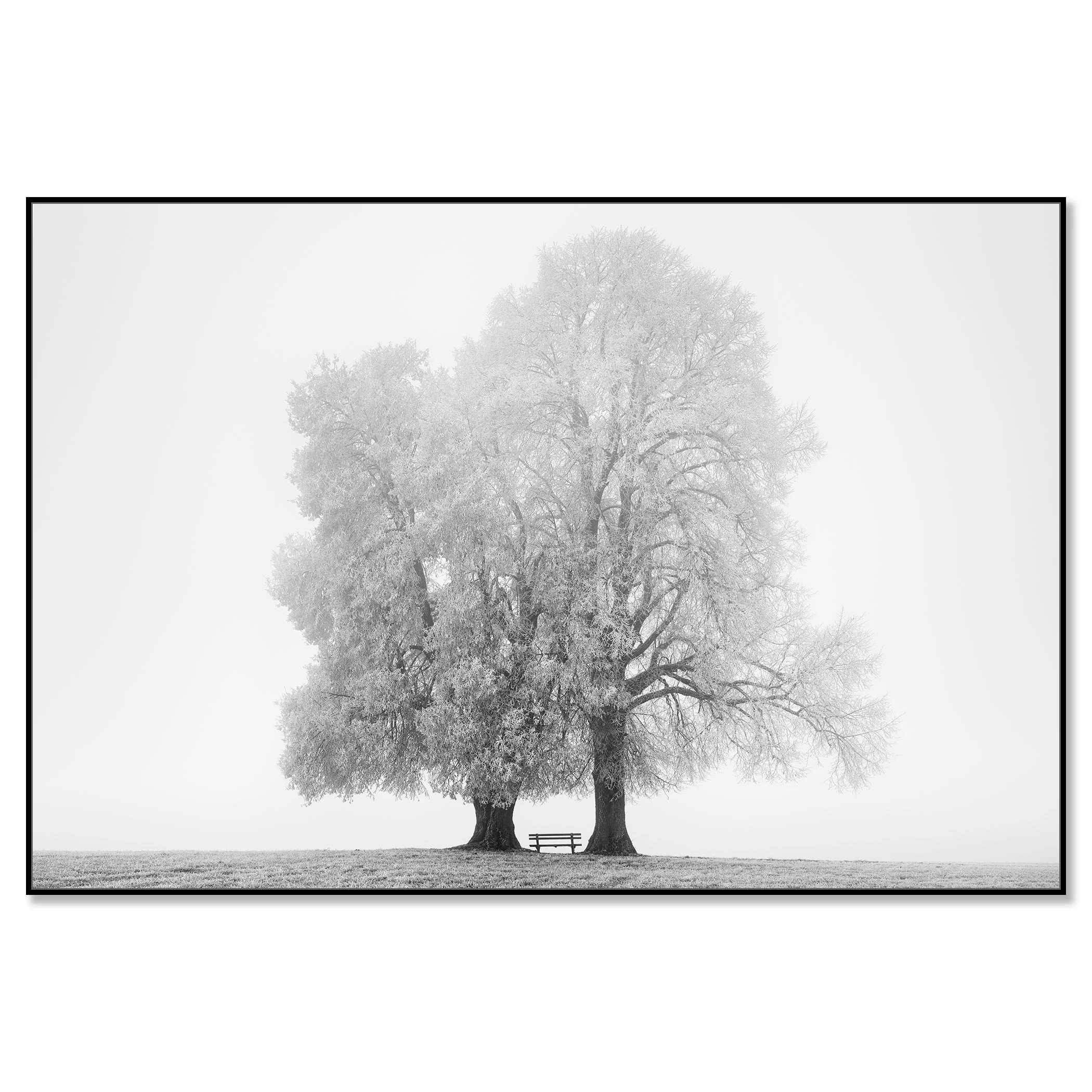Gerald Berghammer - Black and white snow landscape photography. Two large, leafless trees with a small bench between them on a grassy field. Chromaluxe framed black