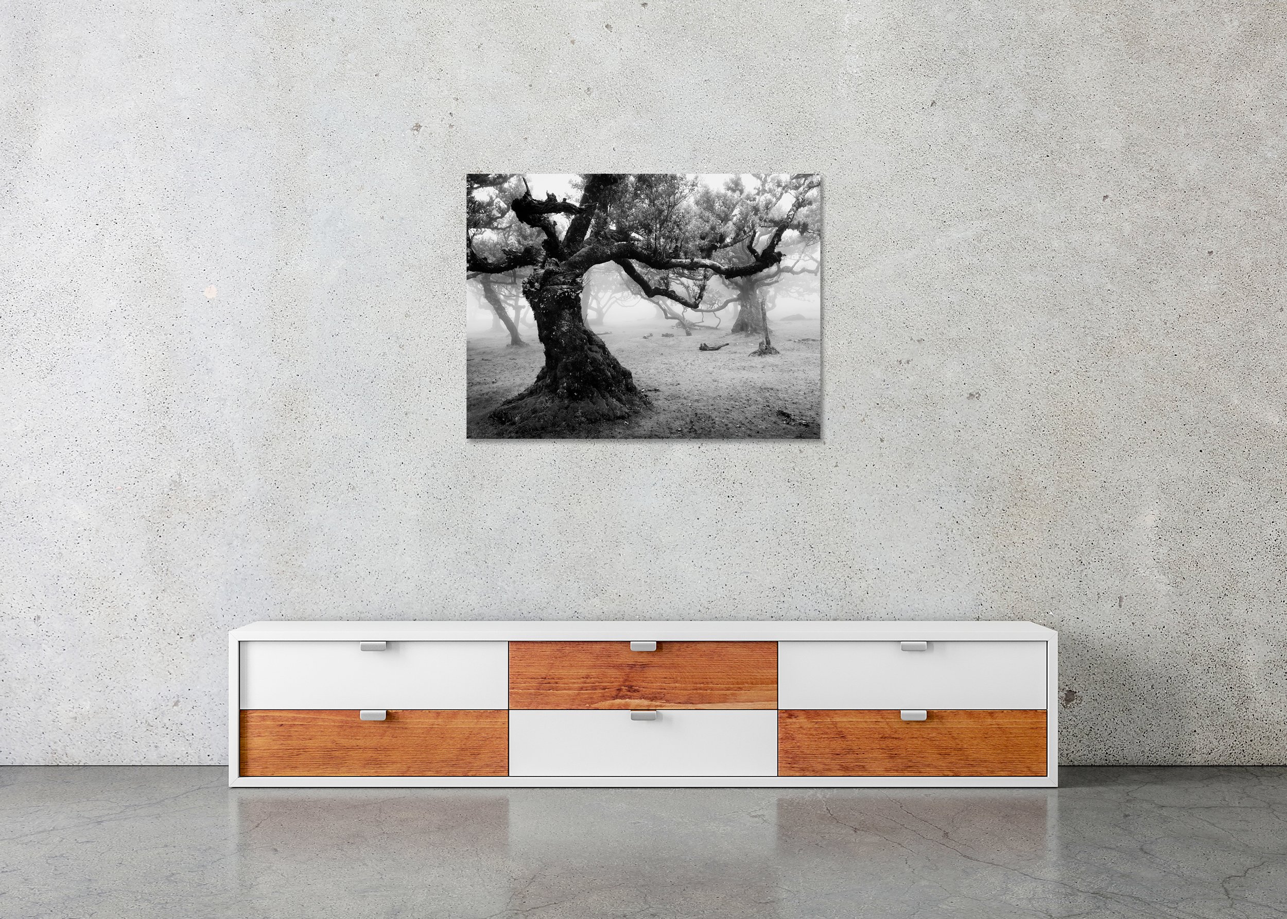 Ancient Laurisilva Forest, Study 17 – frameless black-and-white photograph on aluminium Dibond displayed above a low cabinet.