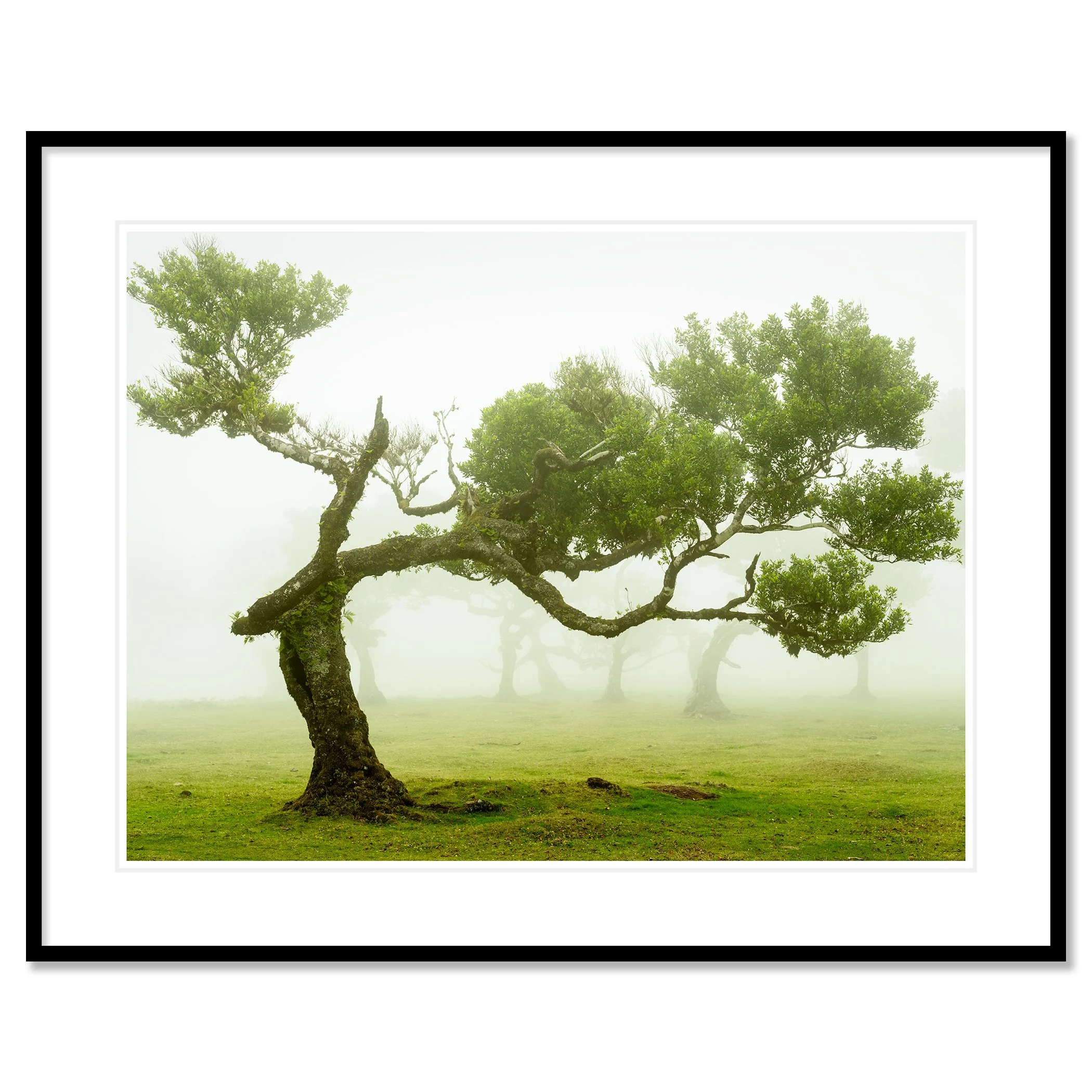 © 2021 Gerald Berghammer - A twisted tree with green foliage standing alone on a grassy field, shrouded in fog. Classic framed black