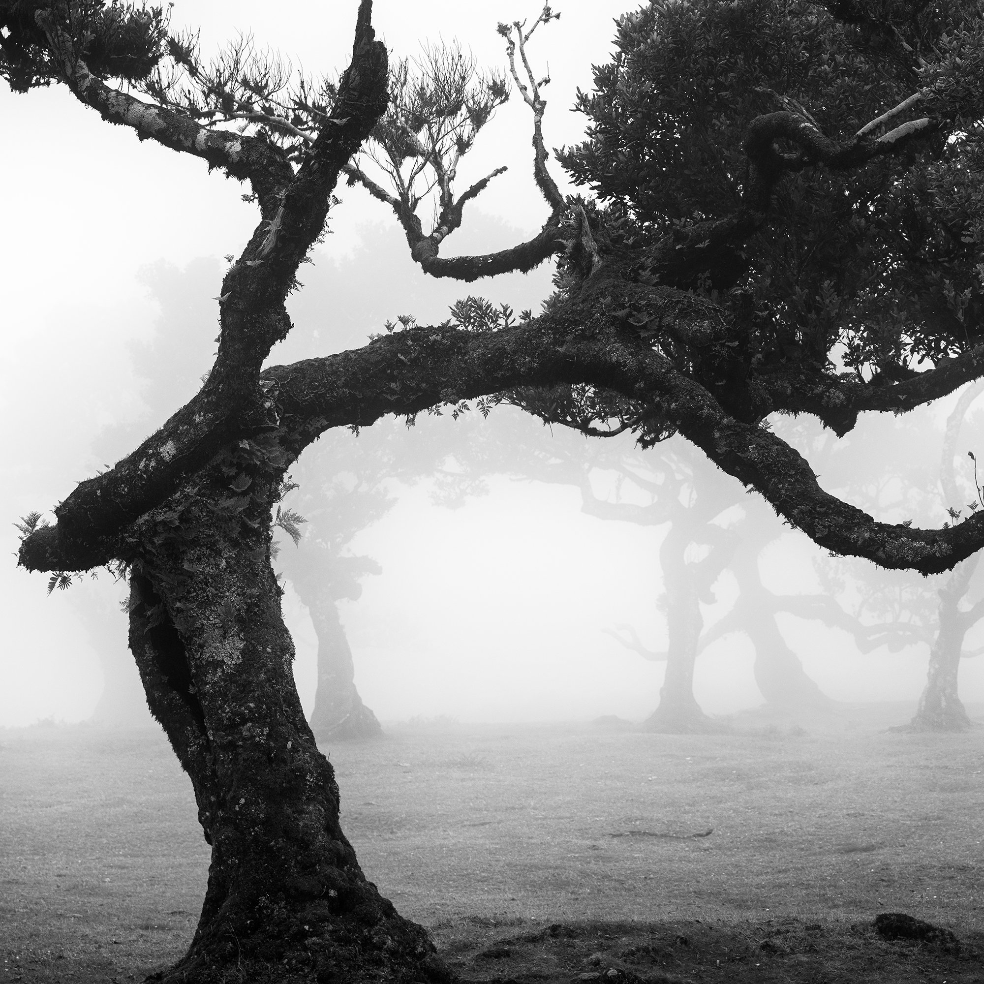 Close-up of the textured laurel tree trunk and curved branches in the misty Fanal Forest by Gerald Berghammer.