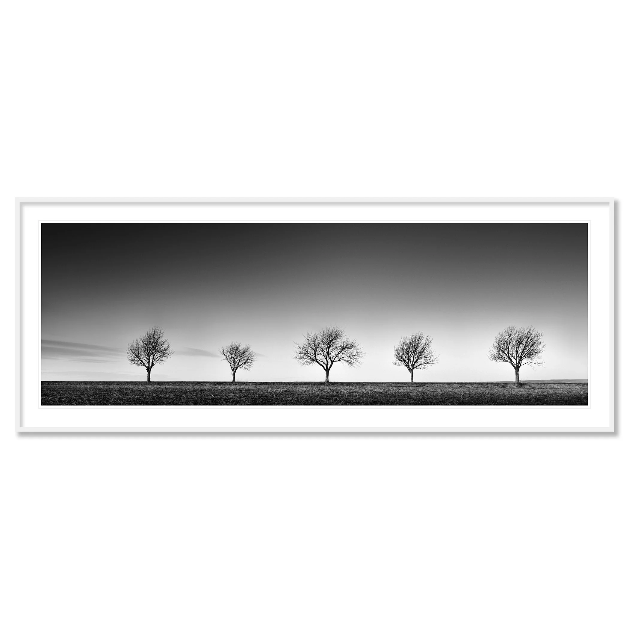 Row of Five Cherry Trees Panorama by Gerald Berghammer presented in a white aluminium frame with a white mount.