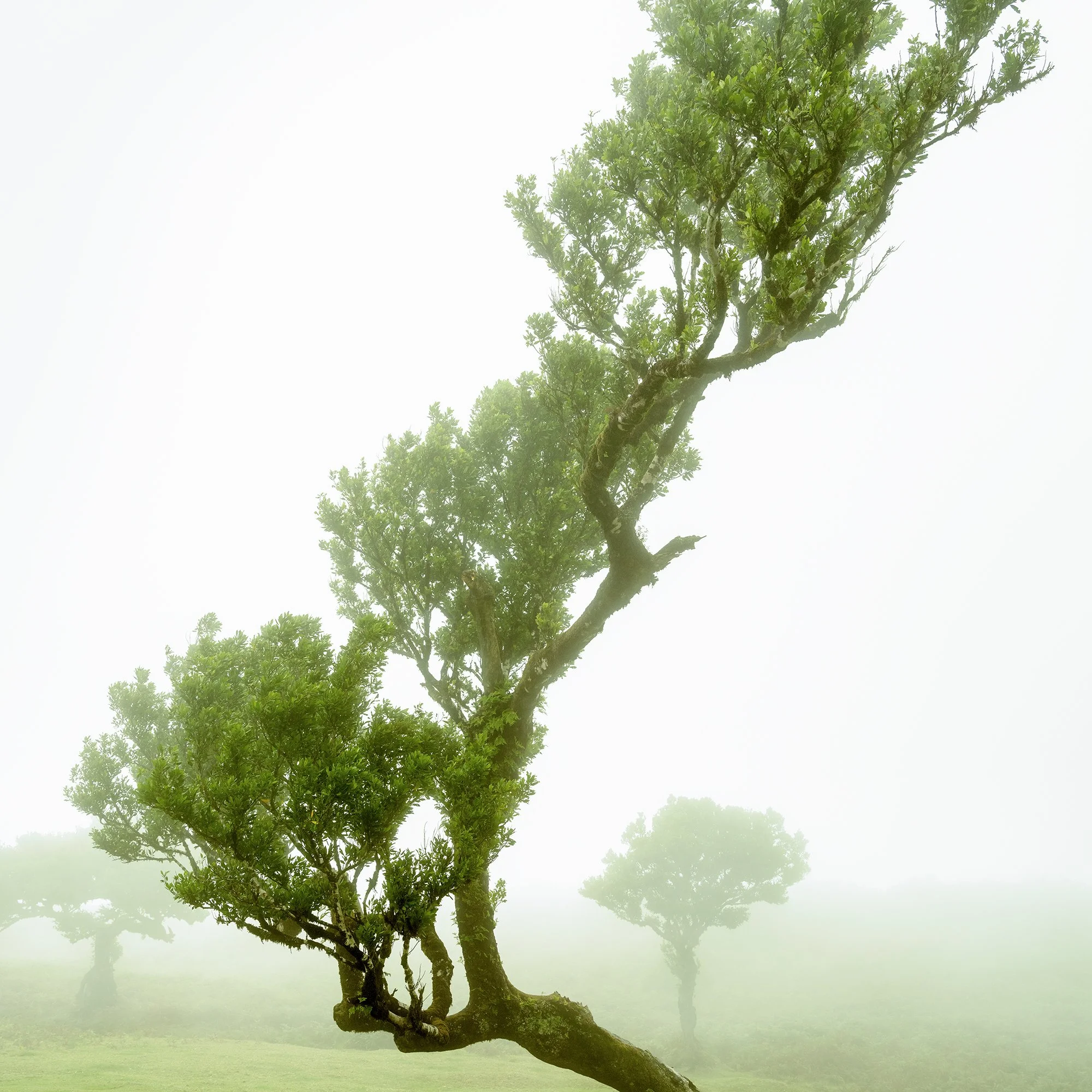 Gerald Berghammer - Color mystical landscape Photography. A uniquely shaped tree with a curved trunk, standing on a cow meadow, shrouded in fog. Print detail 1