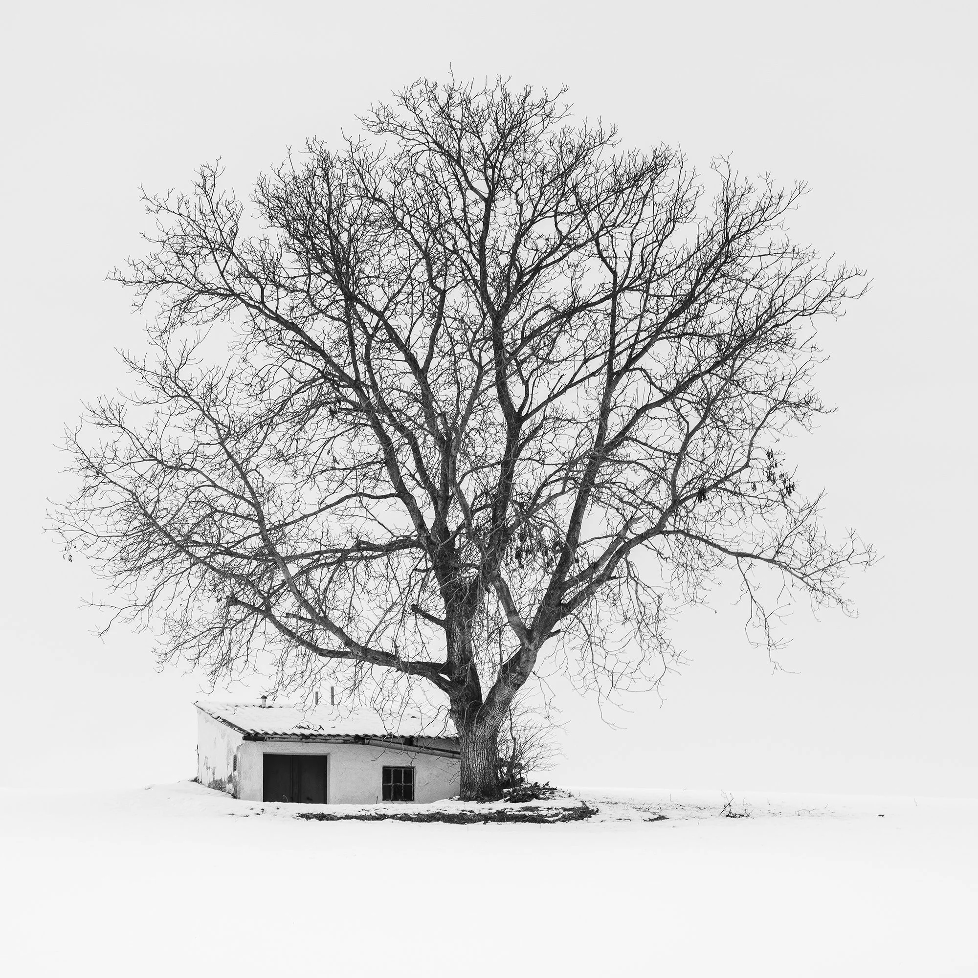 Black-and-white fine art detail of the leafless winter tree beside a wine press house in Austria by Gerald Berghammer.