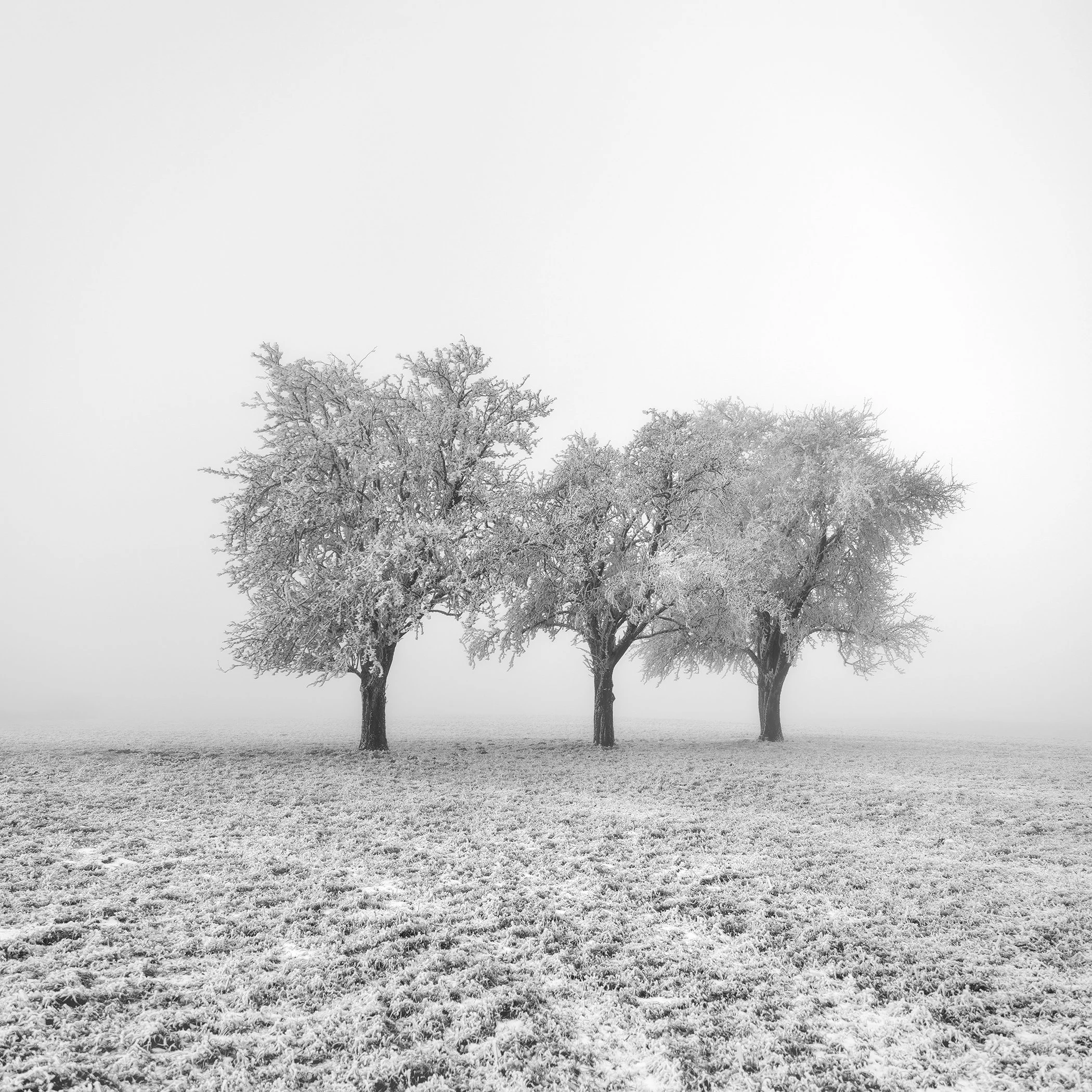 Frozen Apple Trees Study 1 by Gerald Berghammer, black-and-white photograph of three frost-covered apple trees in a misty winter field in Austria.