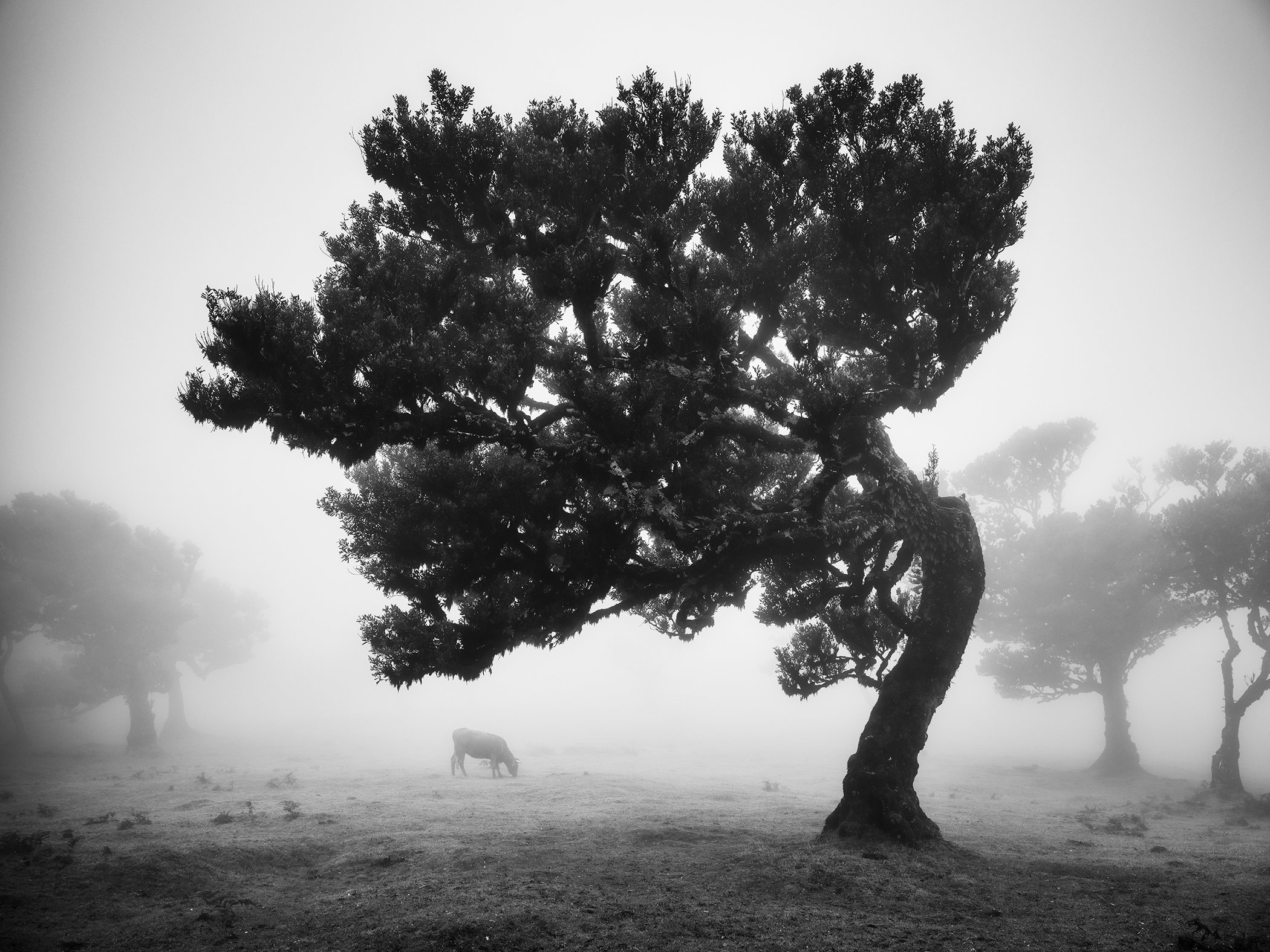 Black-and-white landscape photo of cows grazing in mist near a tree, Fanal forest, Madeira, Portugal.