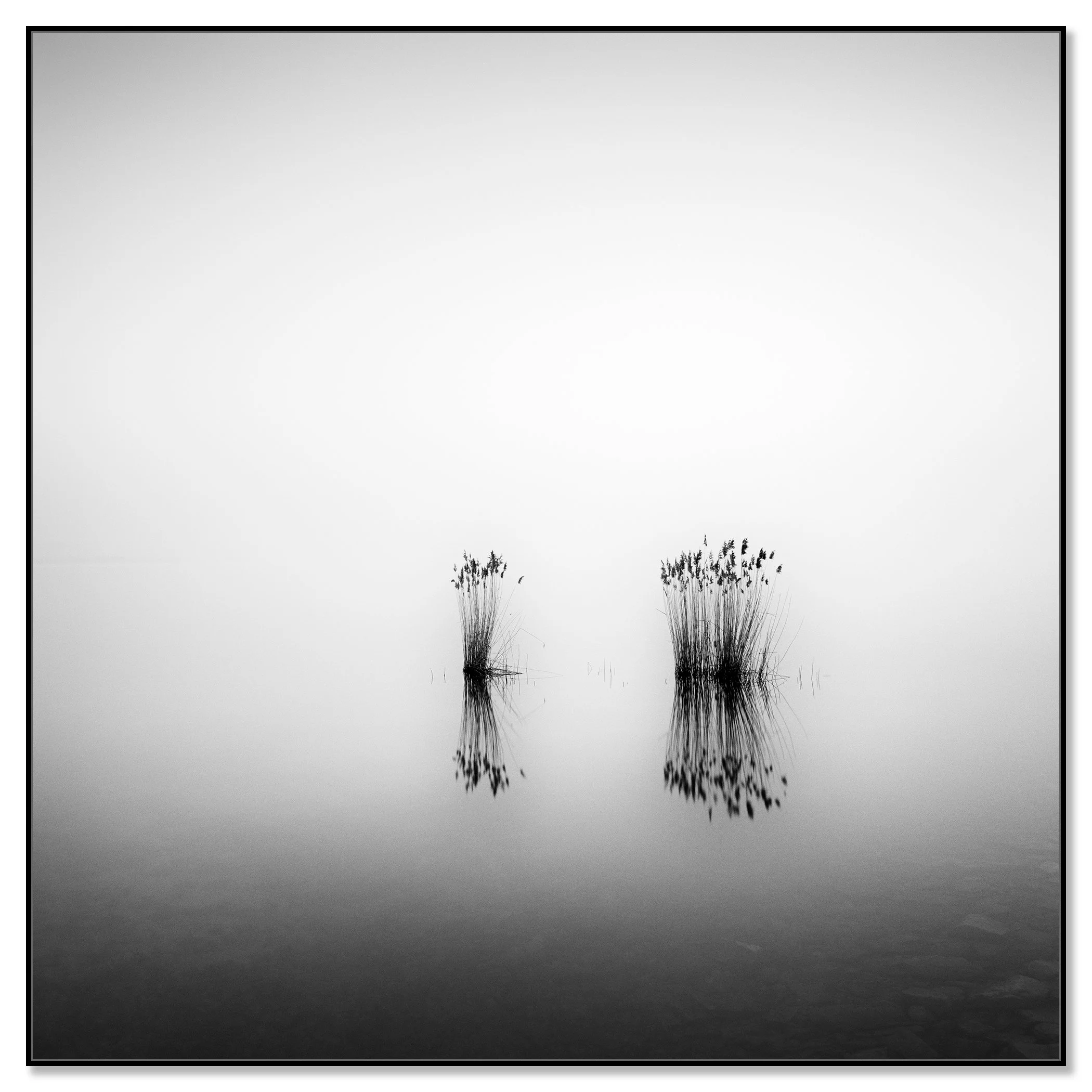 Phragmites Study 1 – Hungary black-and-white photograph in a black aluminium ArtBox frame