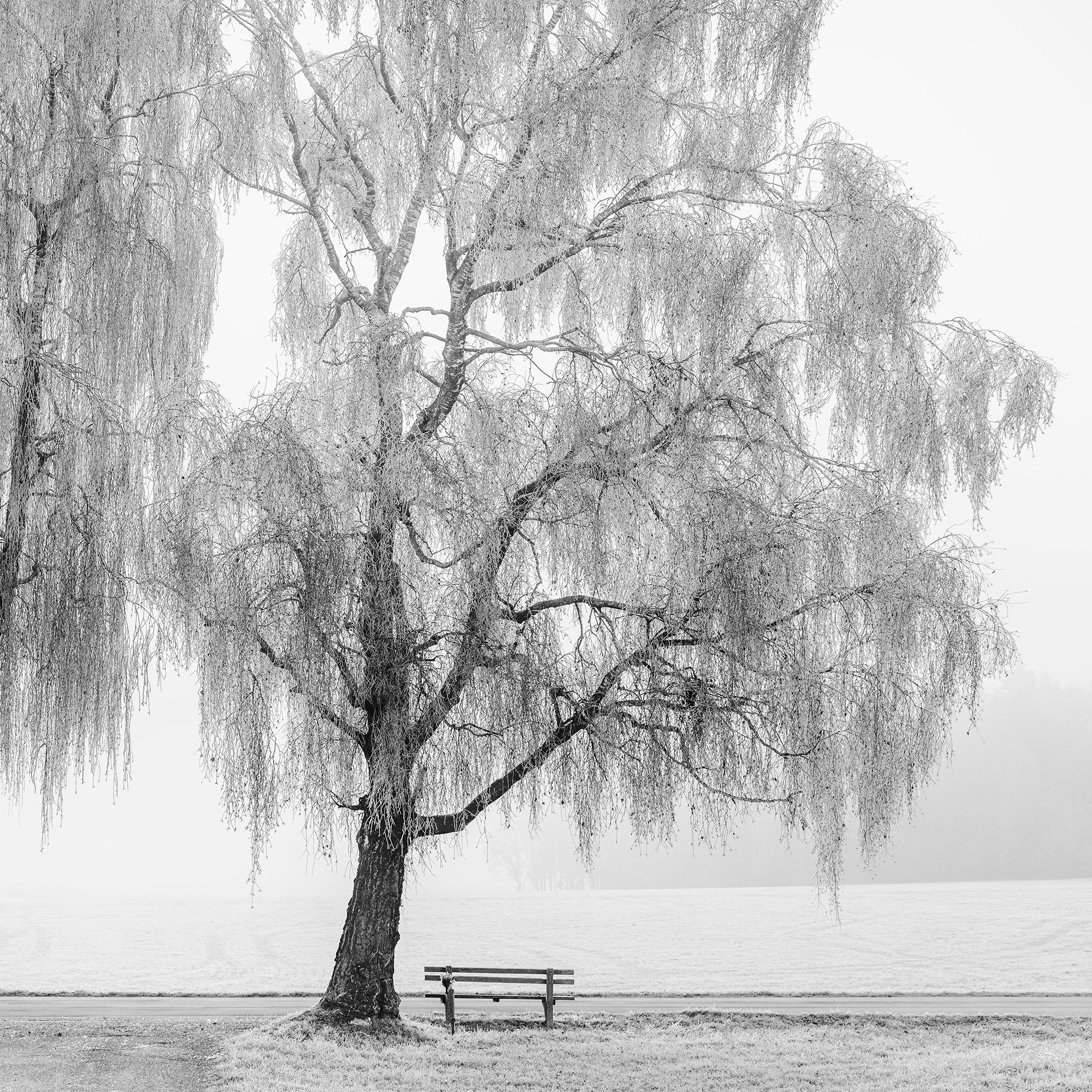 © 2025 Gerald Berghammer - Black and white landscape photography. Two leafless trees near a park bench on a foggy day, with a dirt path leading towards the trees. Print detail 2