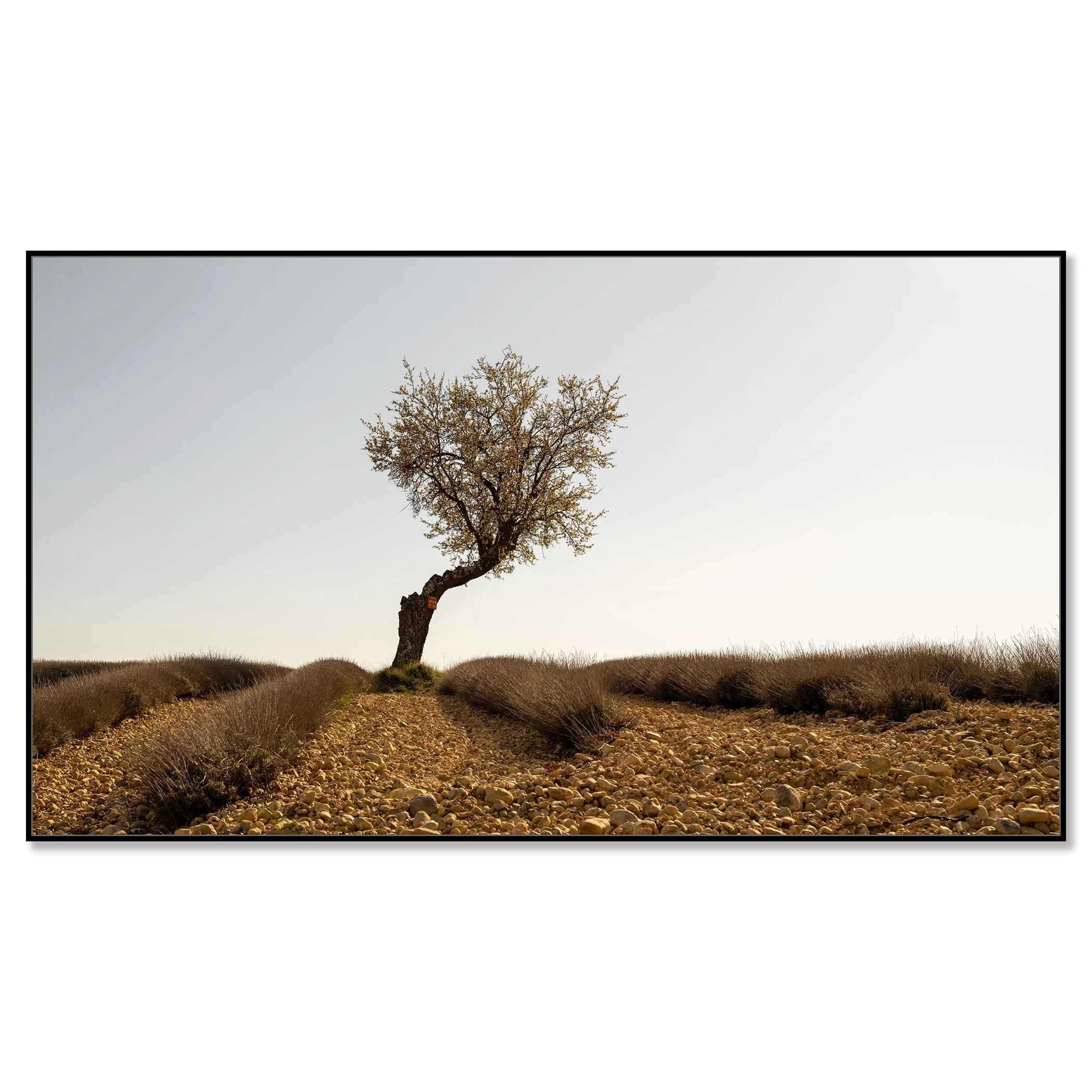 Lavender Field with Tree, Study 1 – colour Dibond print presented in a black aluminium ArtBox frame.
