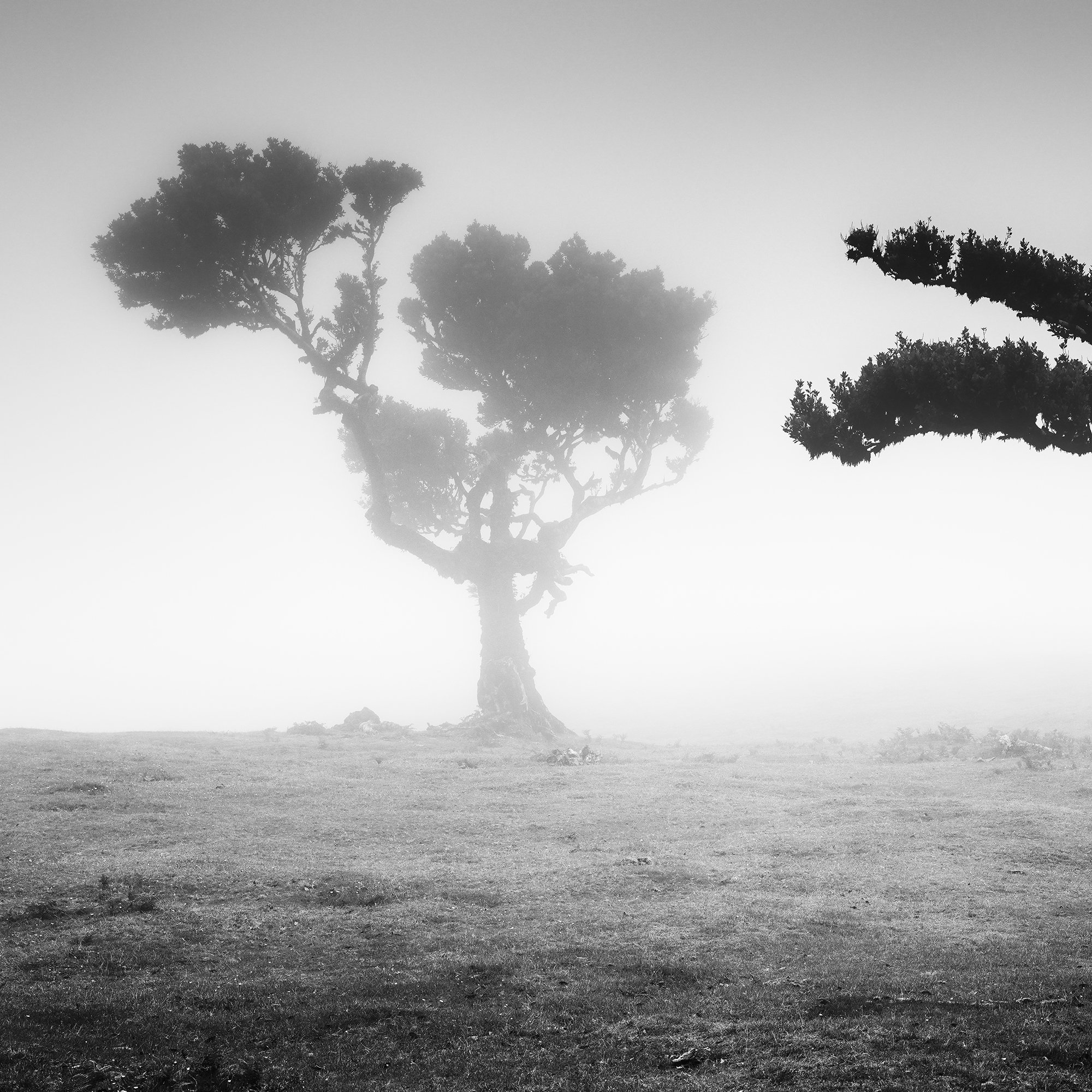 Detail of the mist-covered left laurel tree in Two Trees in the Mist Panorama by Gerald Berghammer.