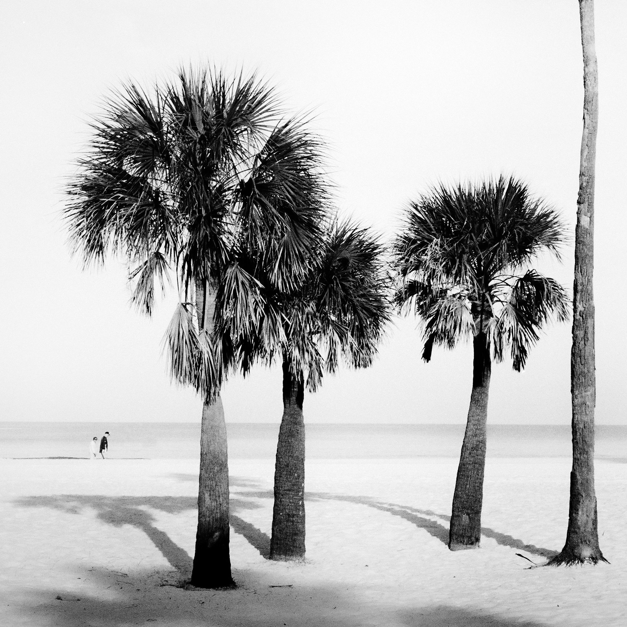 Detail of Palm Beach Study 5 showing the palm trees and their long shadows on the Florida beach by Gerald Berghammer.