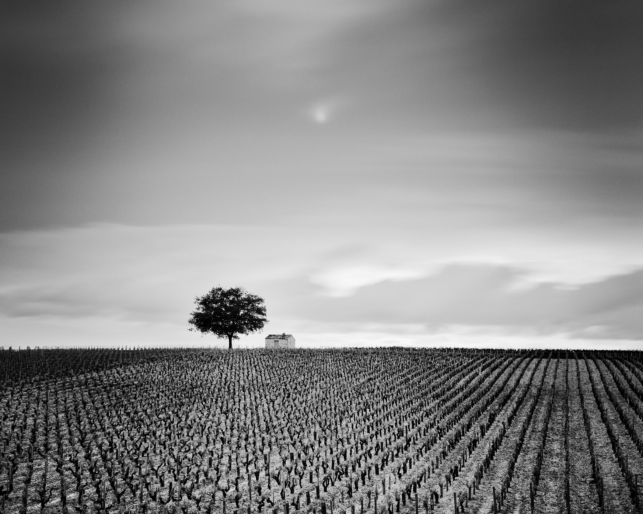 Champagne Paradise Study 2, detail of geometric vineyard landscape in Champagne, France, by Gerald Berghammer