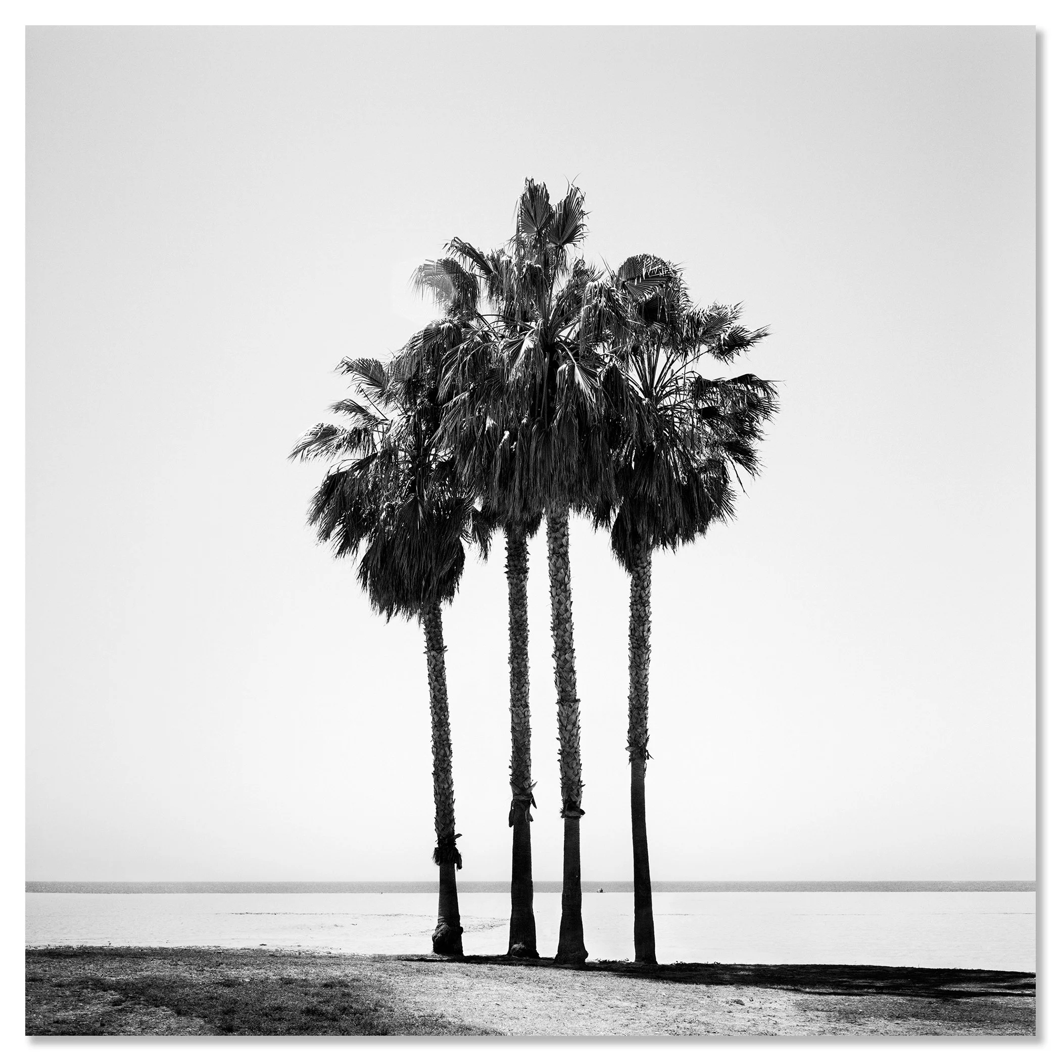 Four Palm Trees – California, USA as a frameless black-and-white photograph mounted on Dibond