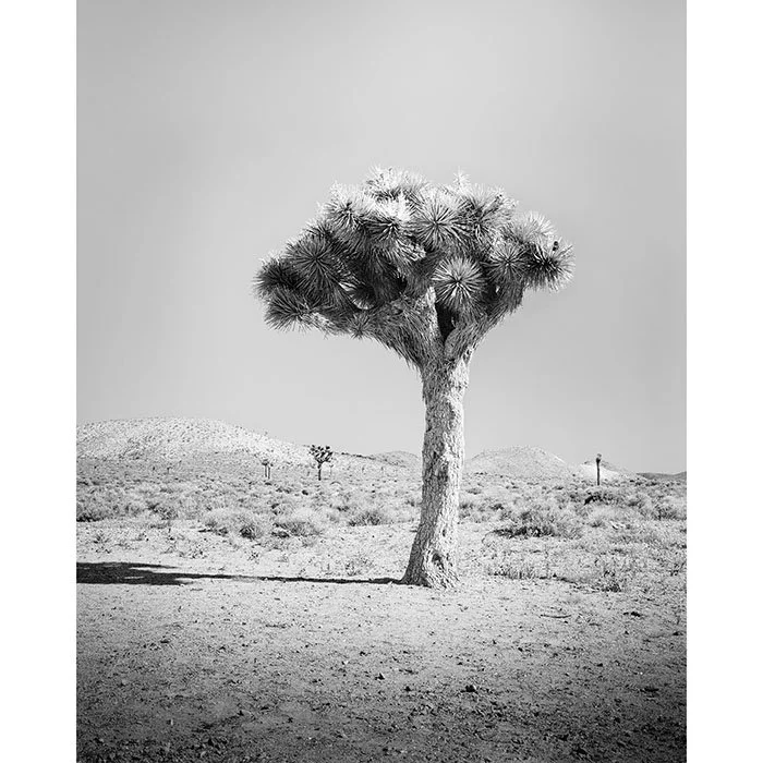 Joshua Tree Study 1 – California, USA | Gerald Berghammer