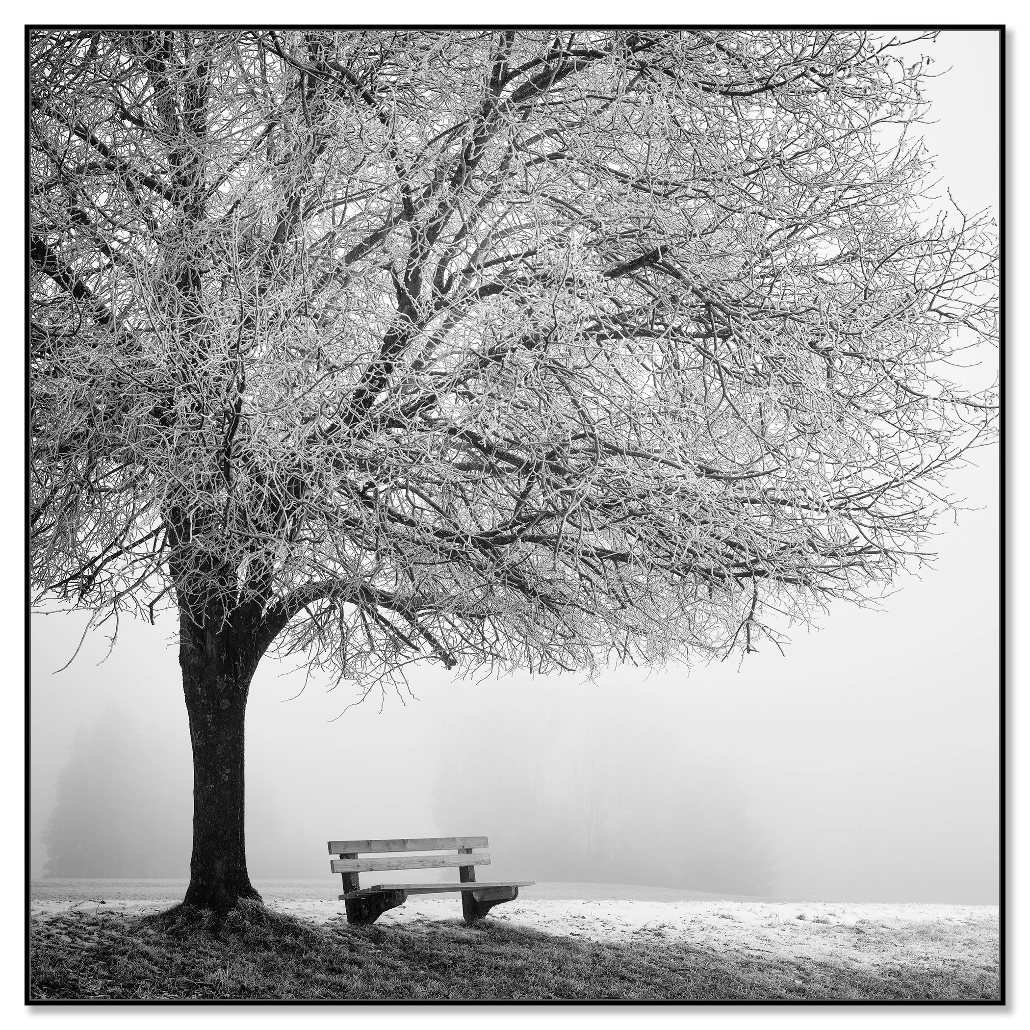 Cold Foggy Winter Morning Study 1, winter tree and bench, aluminium Dibond in black ArtBox frame by Gerald Berghammer.