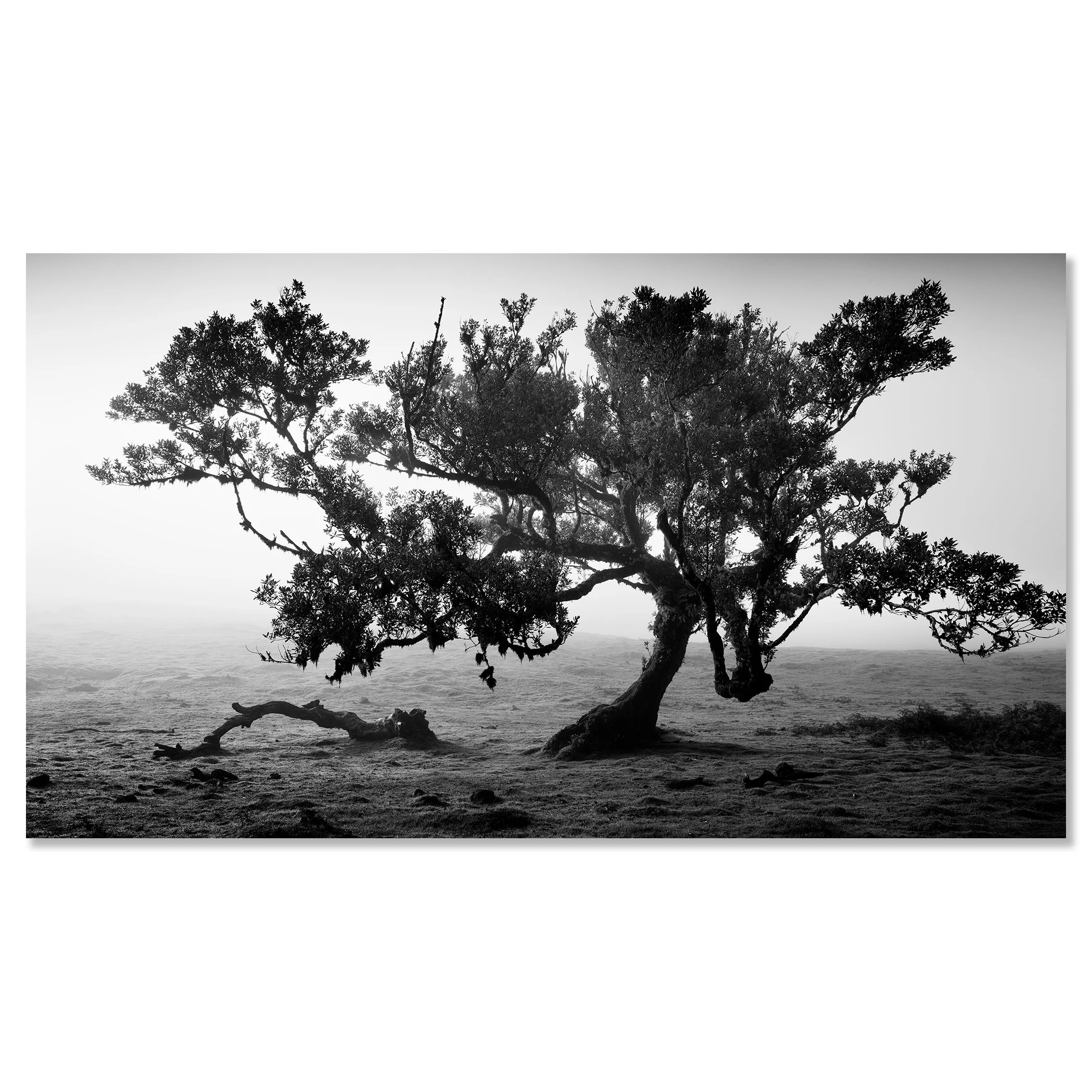 Ancient Laurisilva Forest, Study 16 – frameless black-and-white photograph mounted on aluminium Dibond.