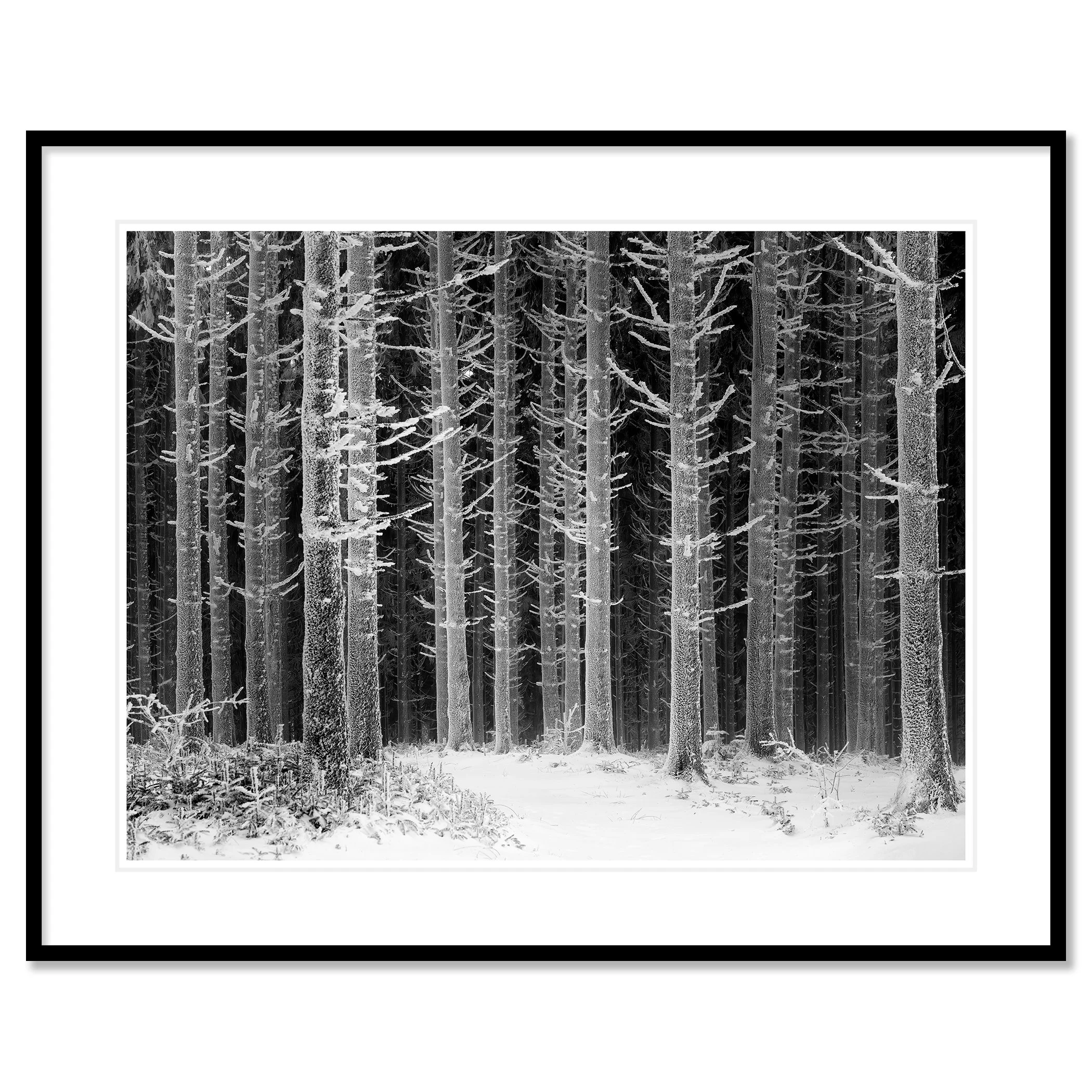 Path Through the Frosted Forest – Austria, archival pigment print in a black aluminium frame with a white mount by Gerald Berghammer.