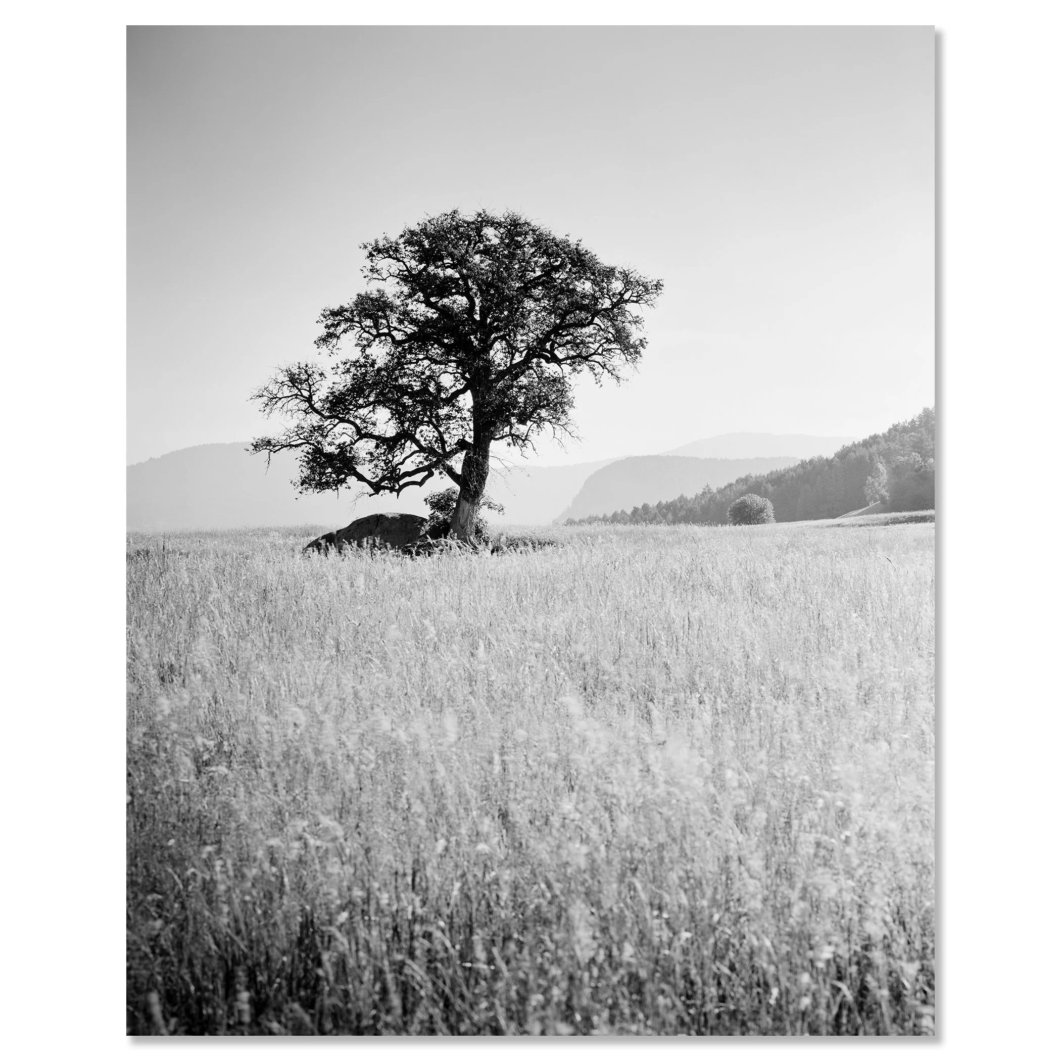 Morning Sun by Gerald Berghammer as a frameless black-and-white photograph mounted on aluminium Dibond.