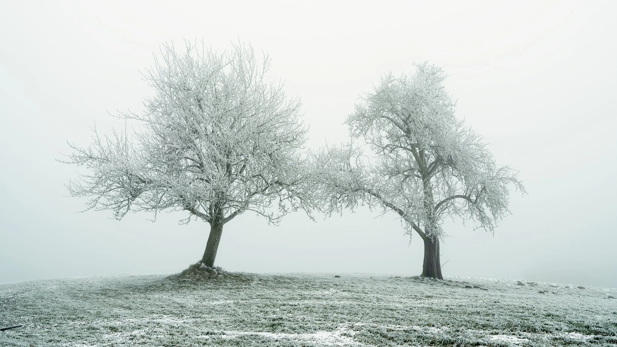 Two frost-covered trees standing in a misty winter field with light snow on the ground.