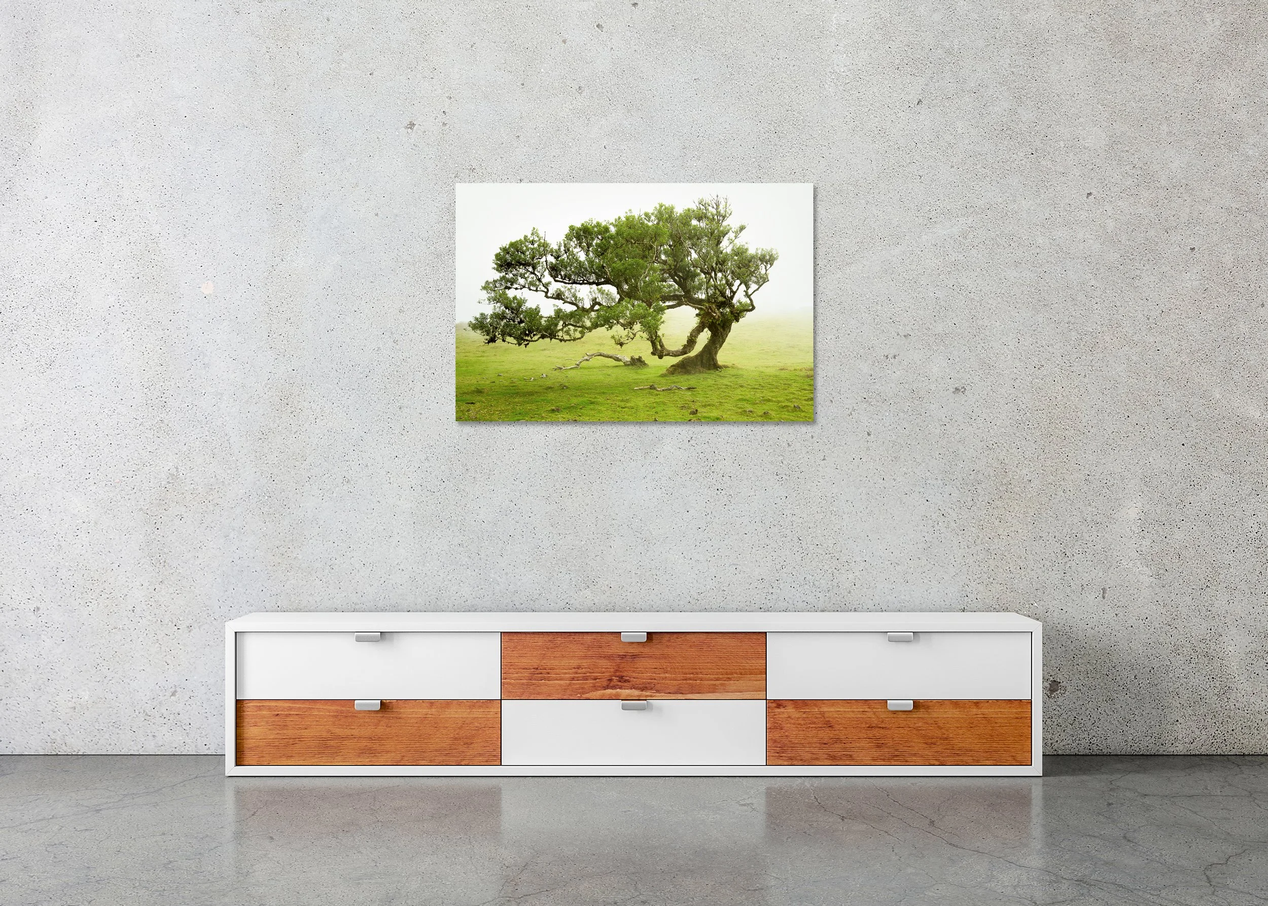 Frameless Chromaluxe image by Gerald Berghammer featuring a wind-shaped tree in a misty meadow