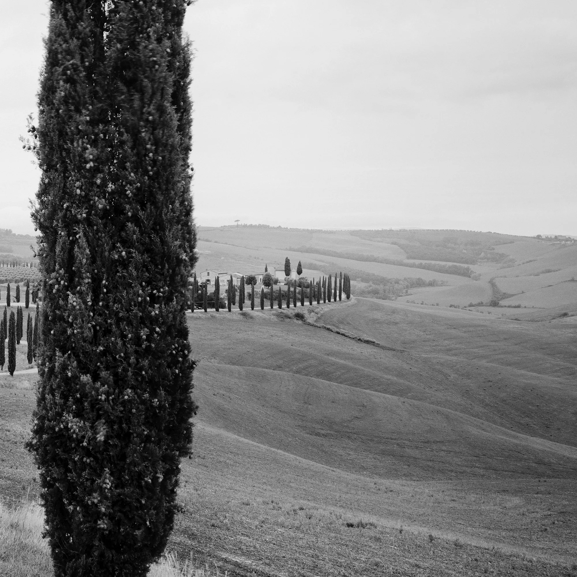© 2020 Gerald Berghammer - Black and white photography. A winding dirt road through rolling hills lined with tall, slender cypress trees, typical of the Tuscan landscape. Print detail 2