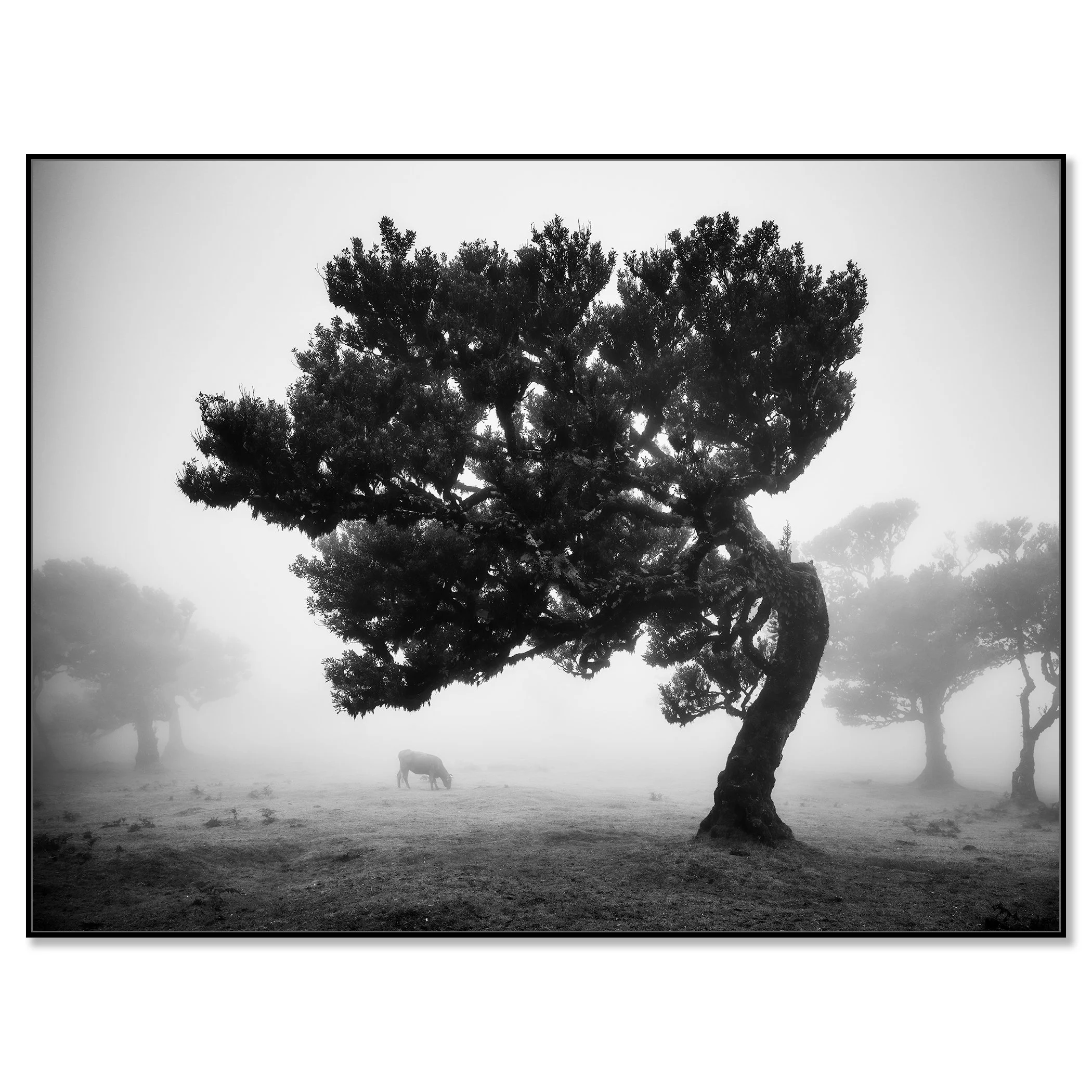 Black-and-white landscape photo of cows grazing in fog beside a windswept tree in Fanal, Madeira – framed ArtBox black