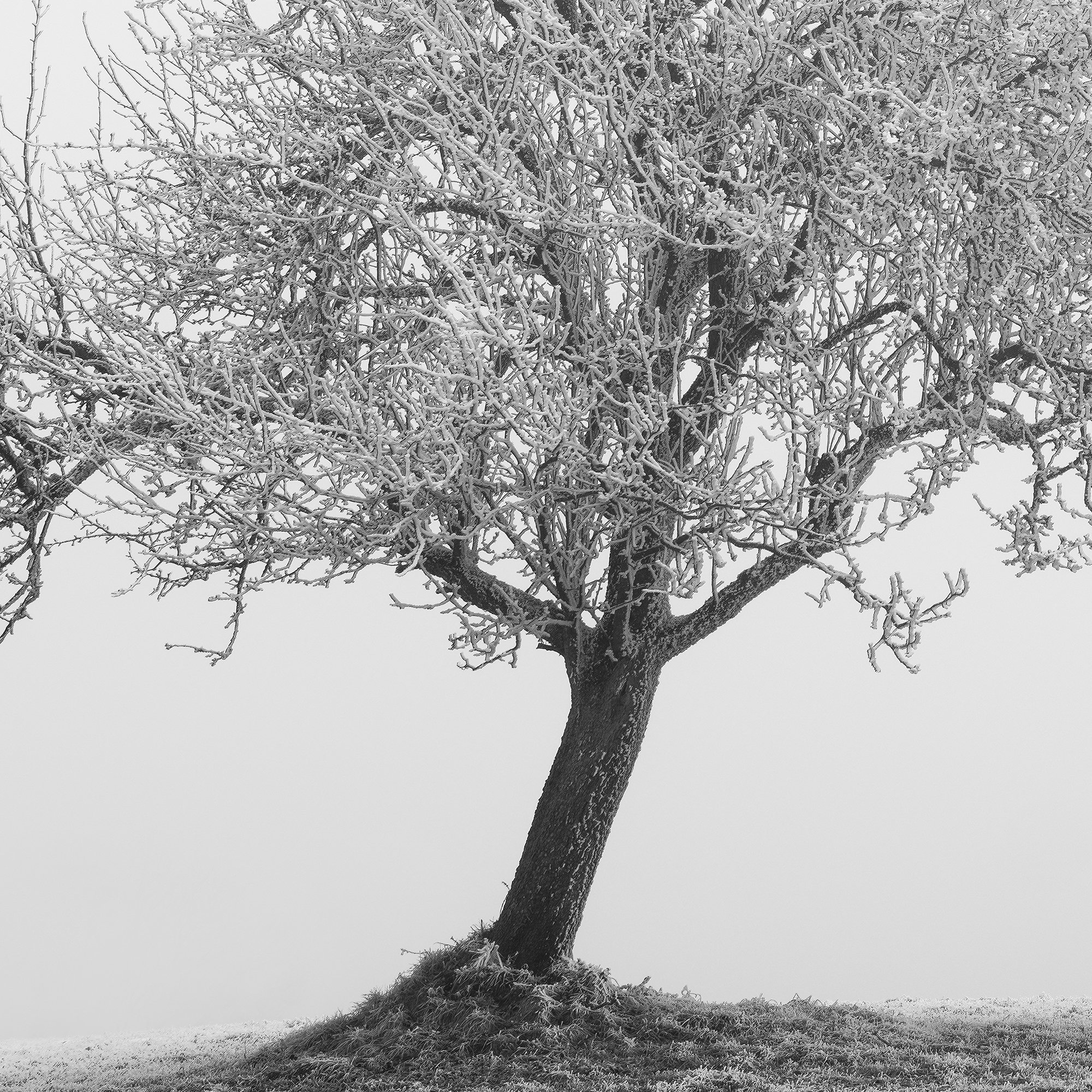 Detailed view of Two Lonely Frozen Trees Panorama by Gerald Berghammer, with frost-covered trees fading into dense winter mist.