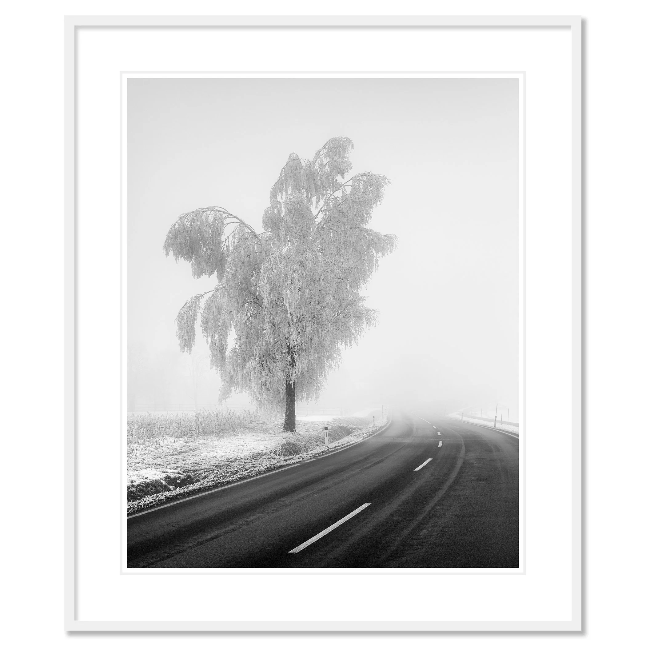 Frozen Birch Tree Study 2 as an archival pigment print in a white aluminium frame with a white mount by Gerald Berghammer.