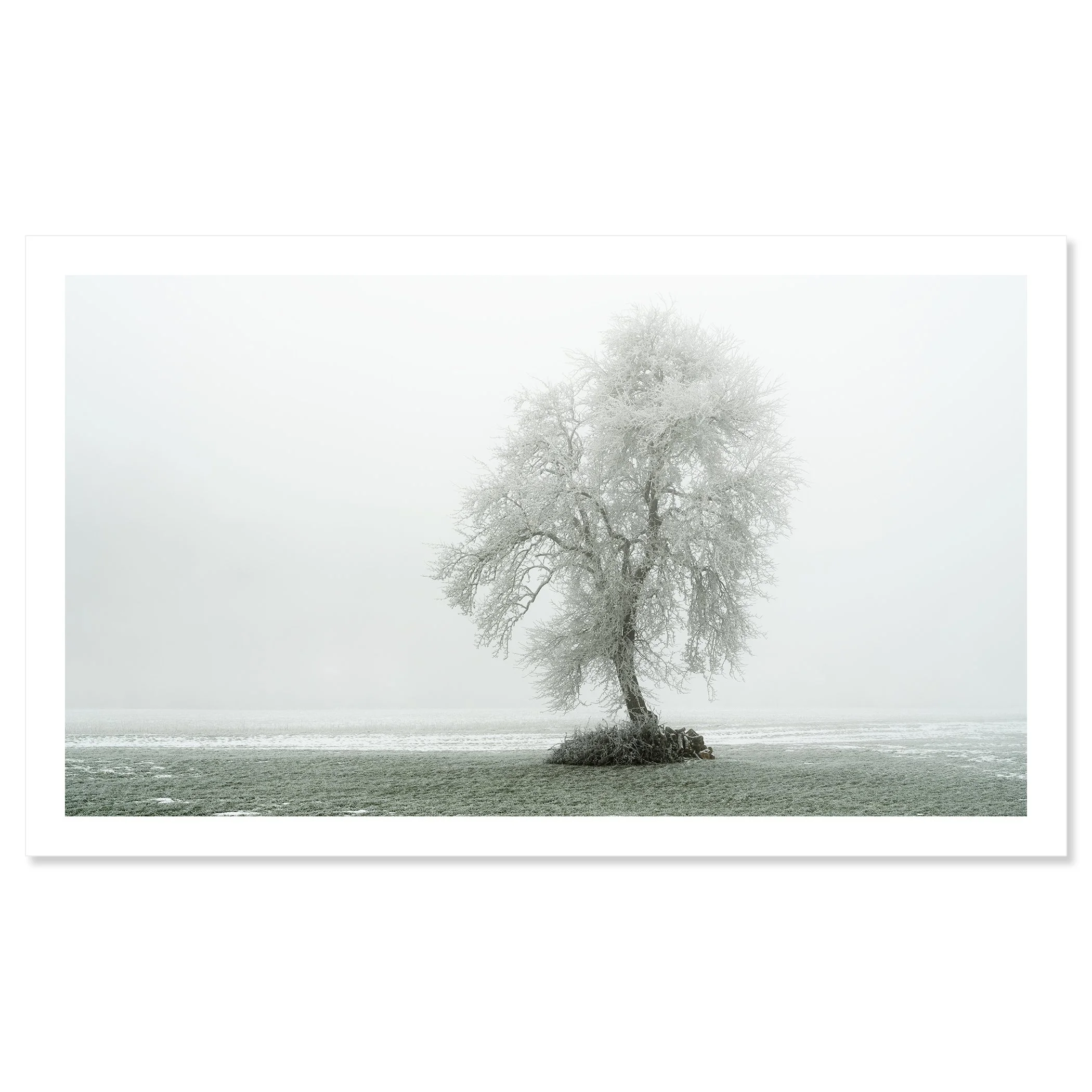 Gerald Berghammer - Color minimalist photography. A solitary tree with snow-covered branches on a small patch of land in a foggy winter landscape. Fine art print only