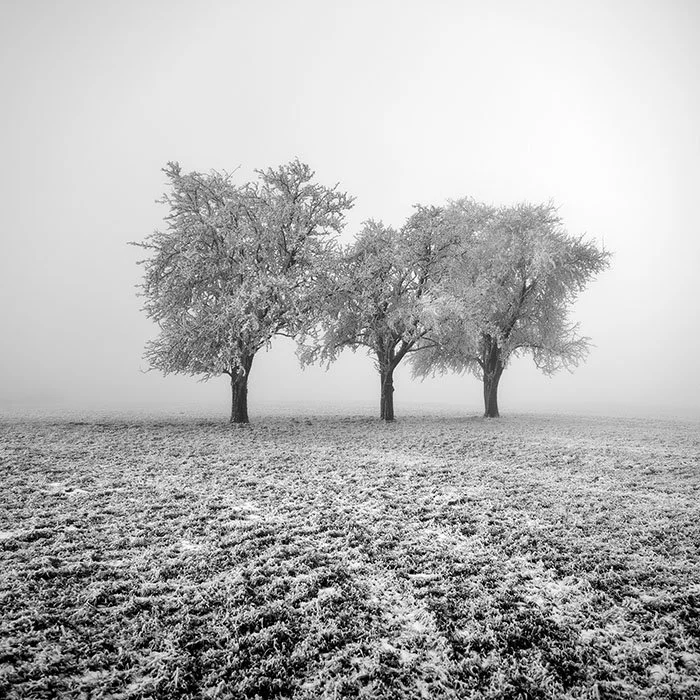 Frozen Apple Trees Study 1 – Austria | Gerald Berghammer