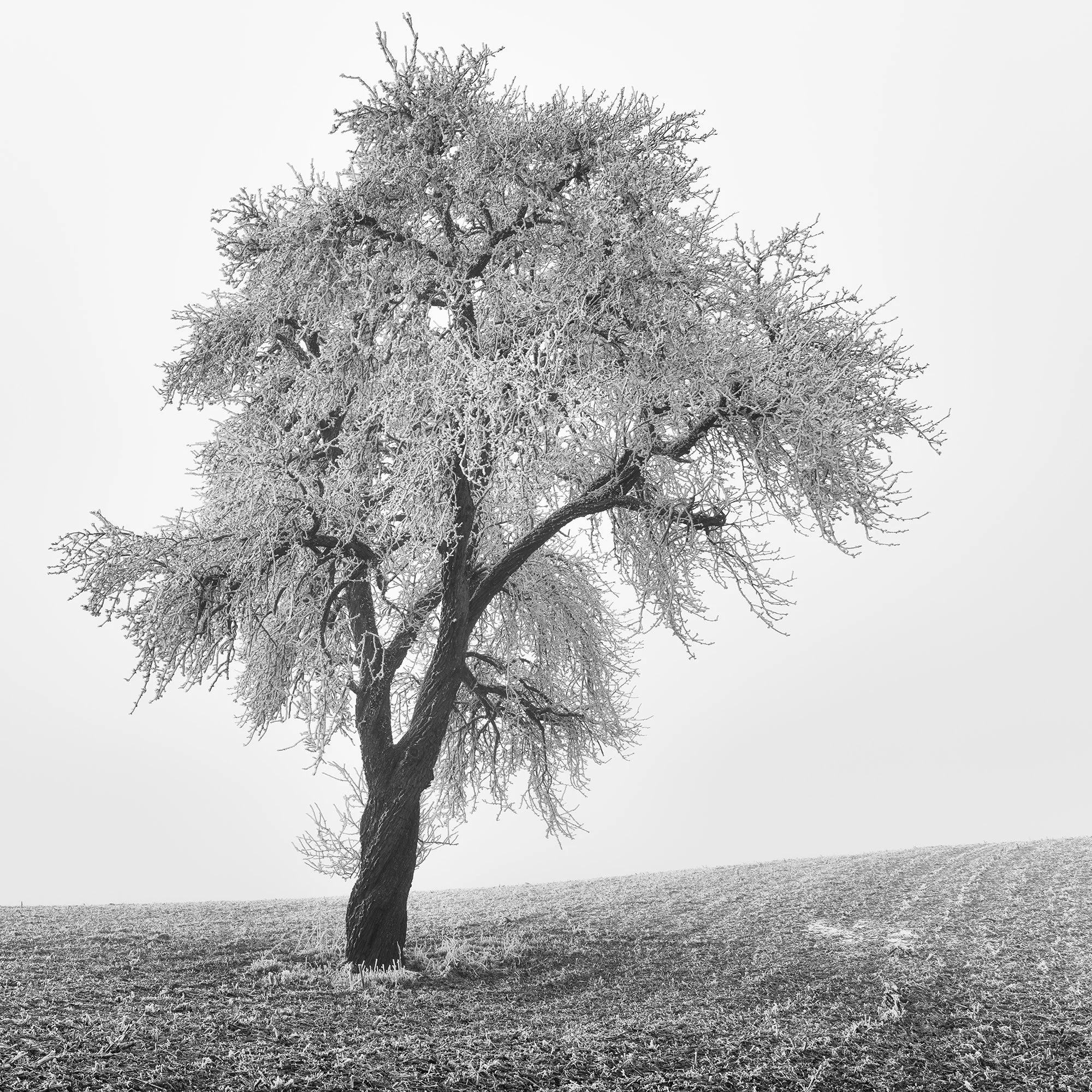 Tree in Frozen Field Study 1 – cropped view of a solitary tree on a frozen field in Austria by Gerald Berghammer.